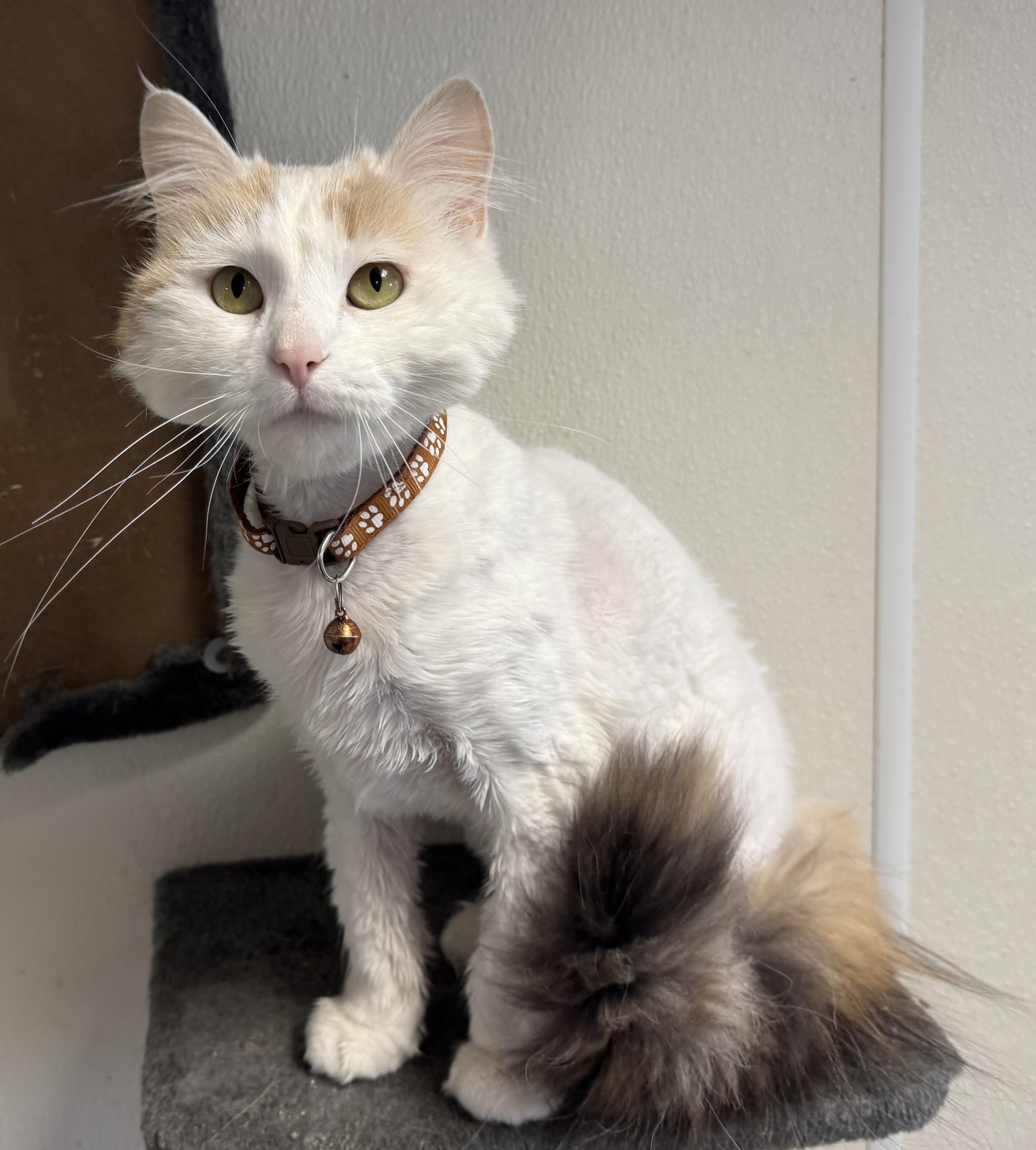 Sunflower, an adoptable Domestic Long Hair in Fairbury, NE, 68352 | Photo Image 2