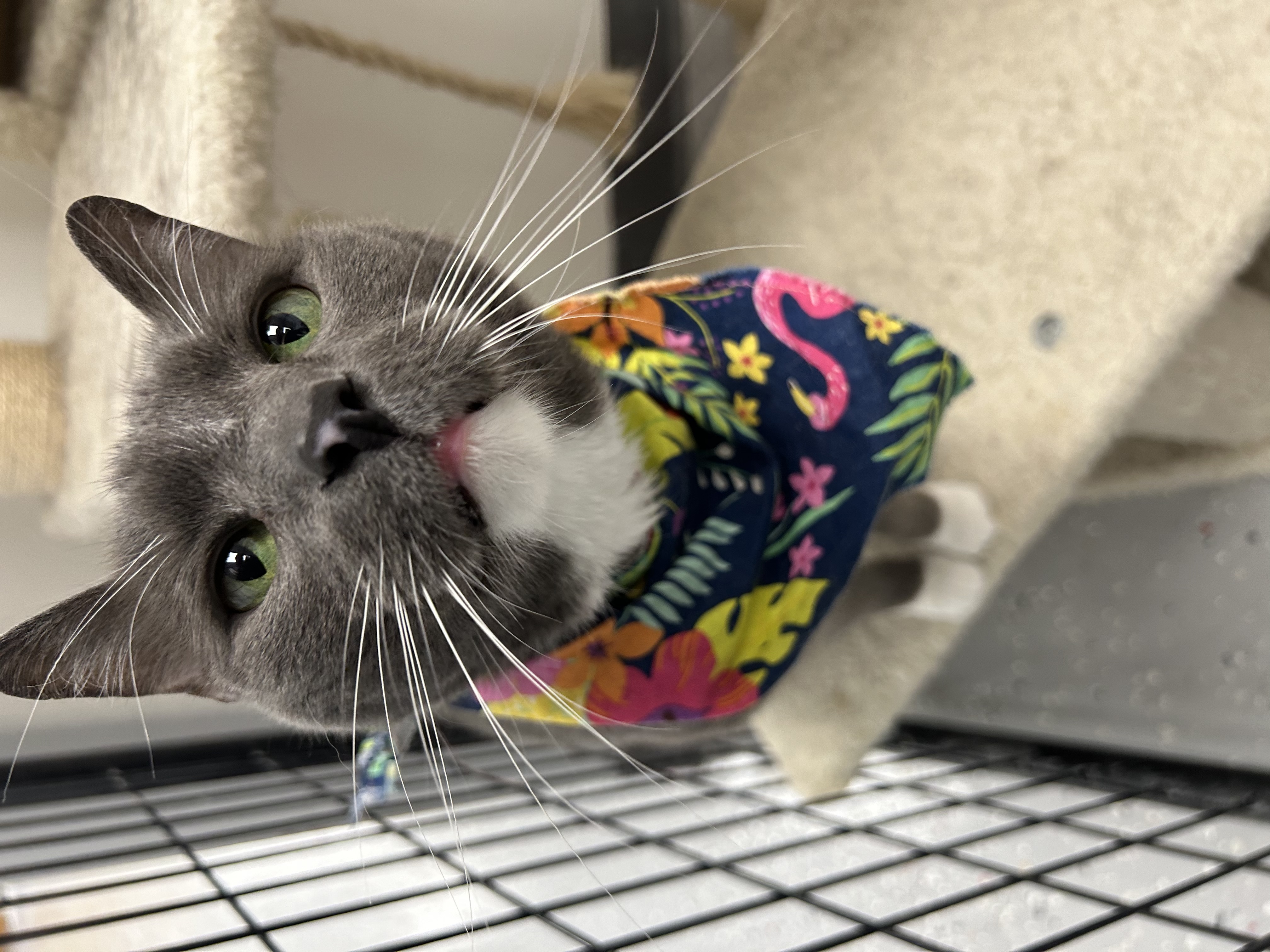 Bertha, an adopted Domestic Short Hair in Lansing, MI image 2/5