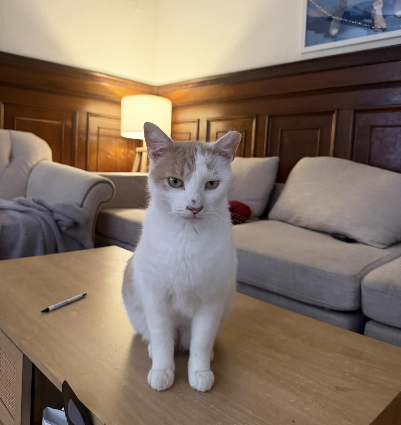 Enlarge Mr. Keisha Ithan, an adopted Domestic Short Hair in Philadelphia, PA image 1/5