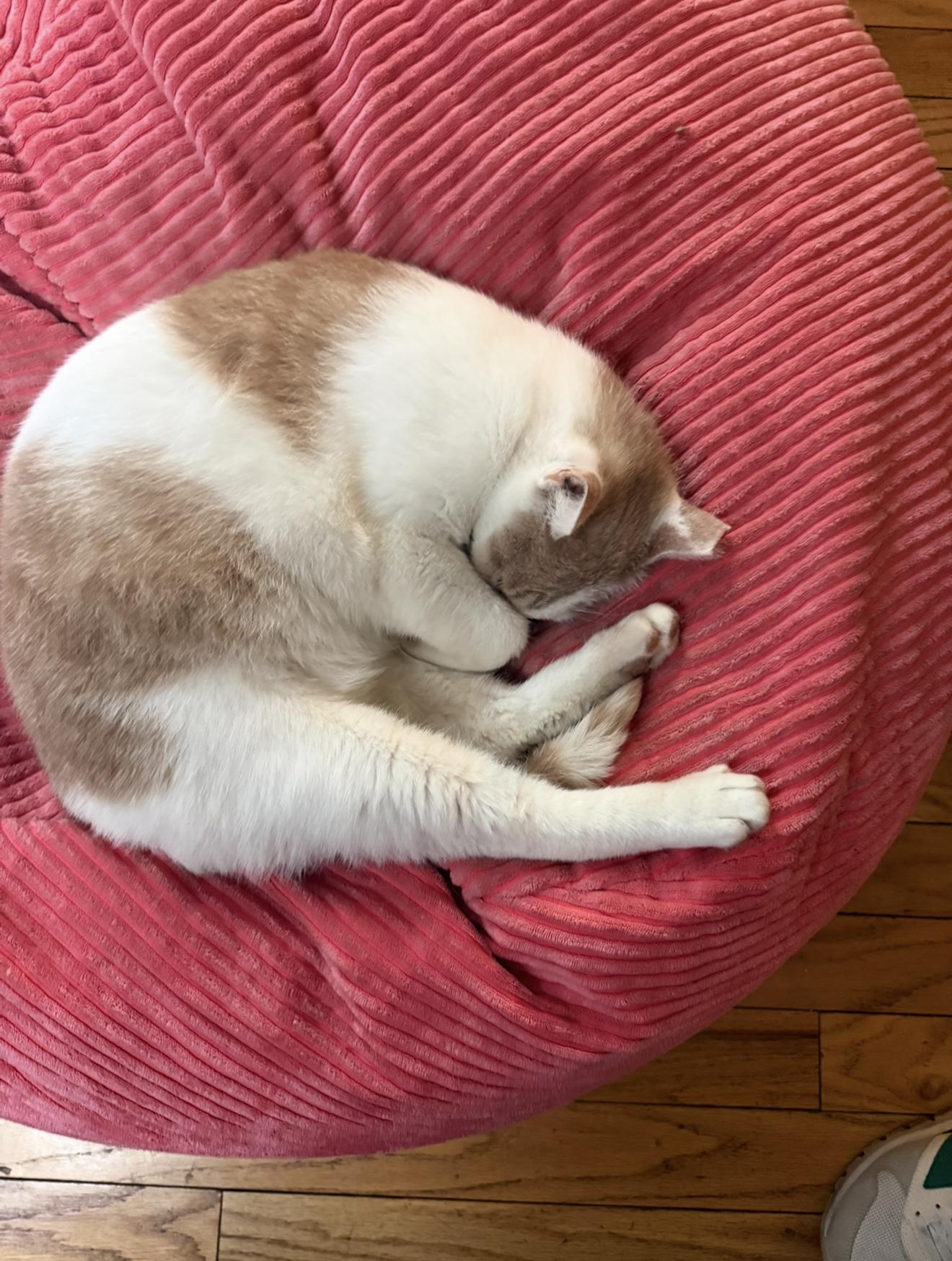 Enlarge Mr. Keisha Ithan, an adopted Domestic Short Hair in Philadelphia, PA image 2/5