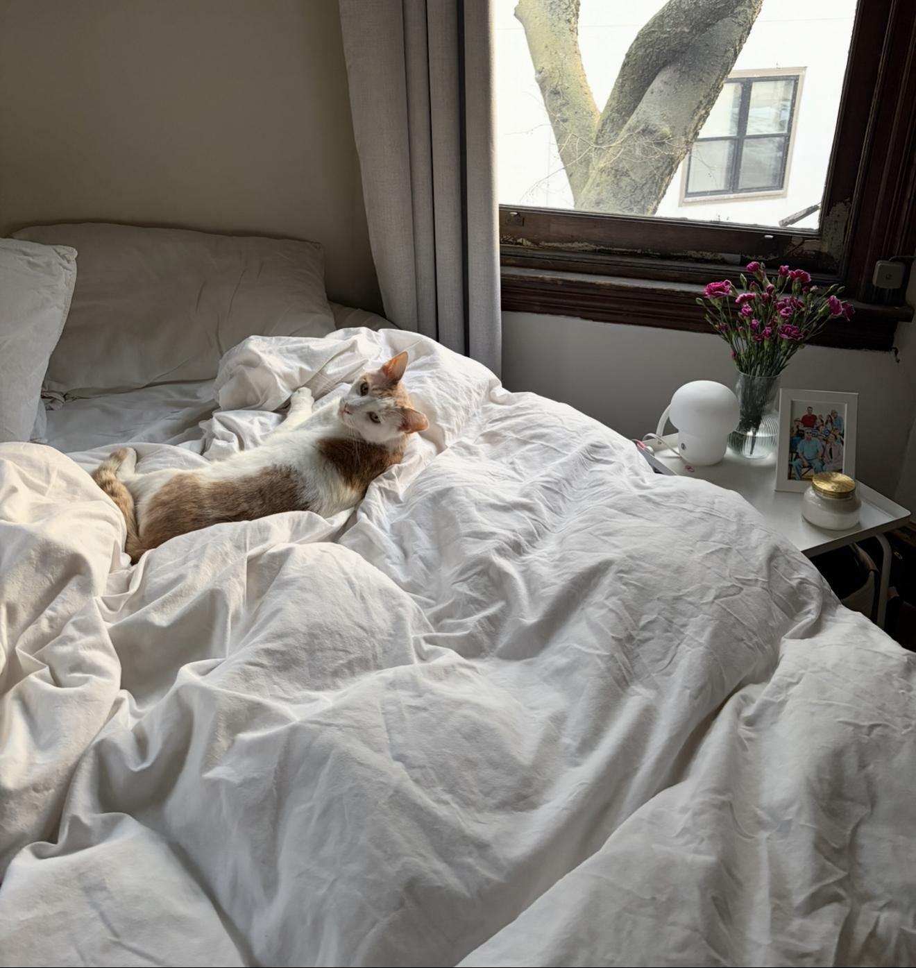 Enlarge Mr. Keisha Ithan, an adopted Domestic Short Hair in Philadelphia, PA image 4/5