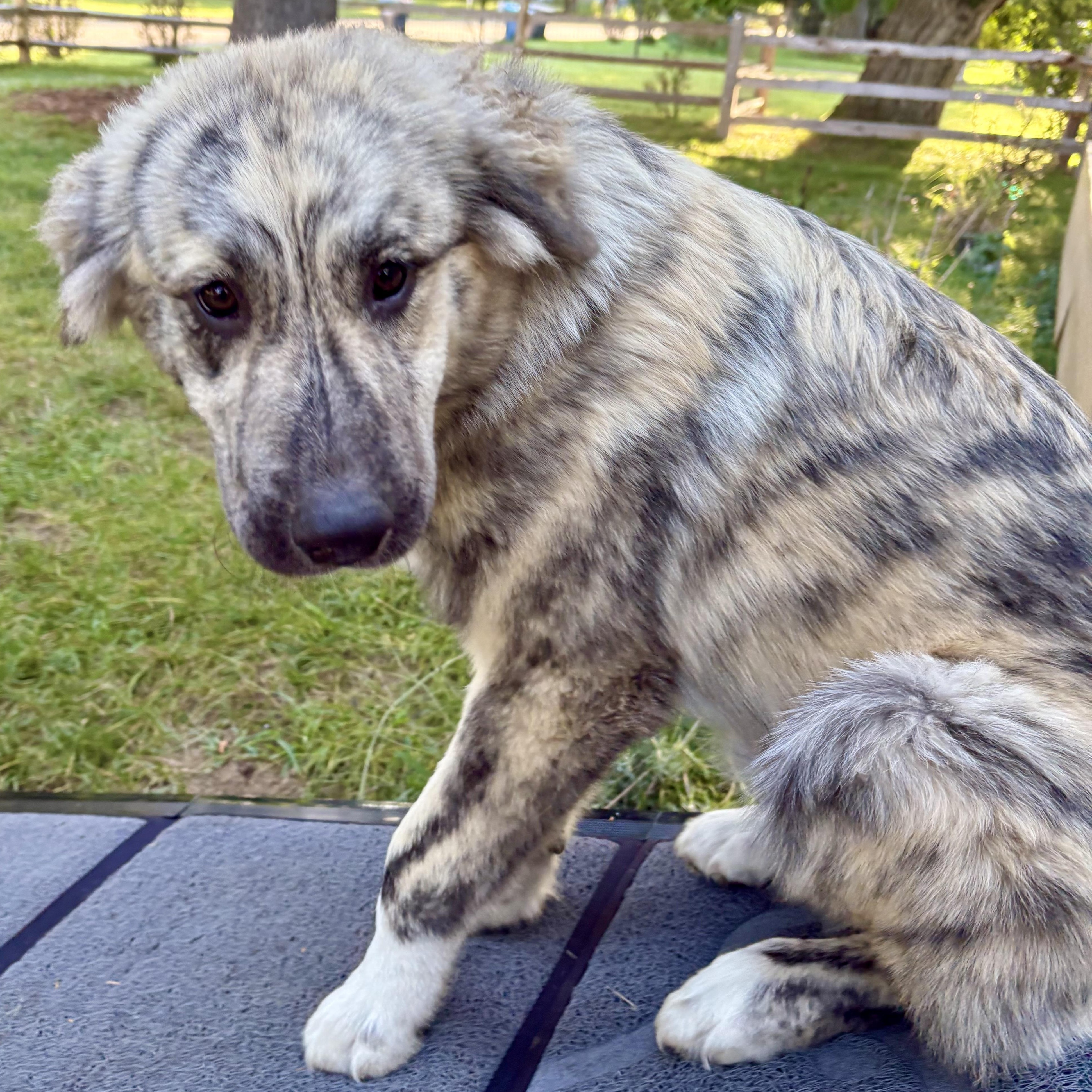 MoRo, an adoptable Anatolian Shepherd, Leonberger in Kalamazoo, MI, 49008 | Photo Image 3