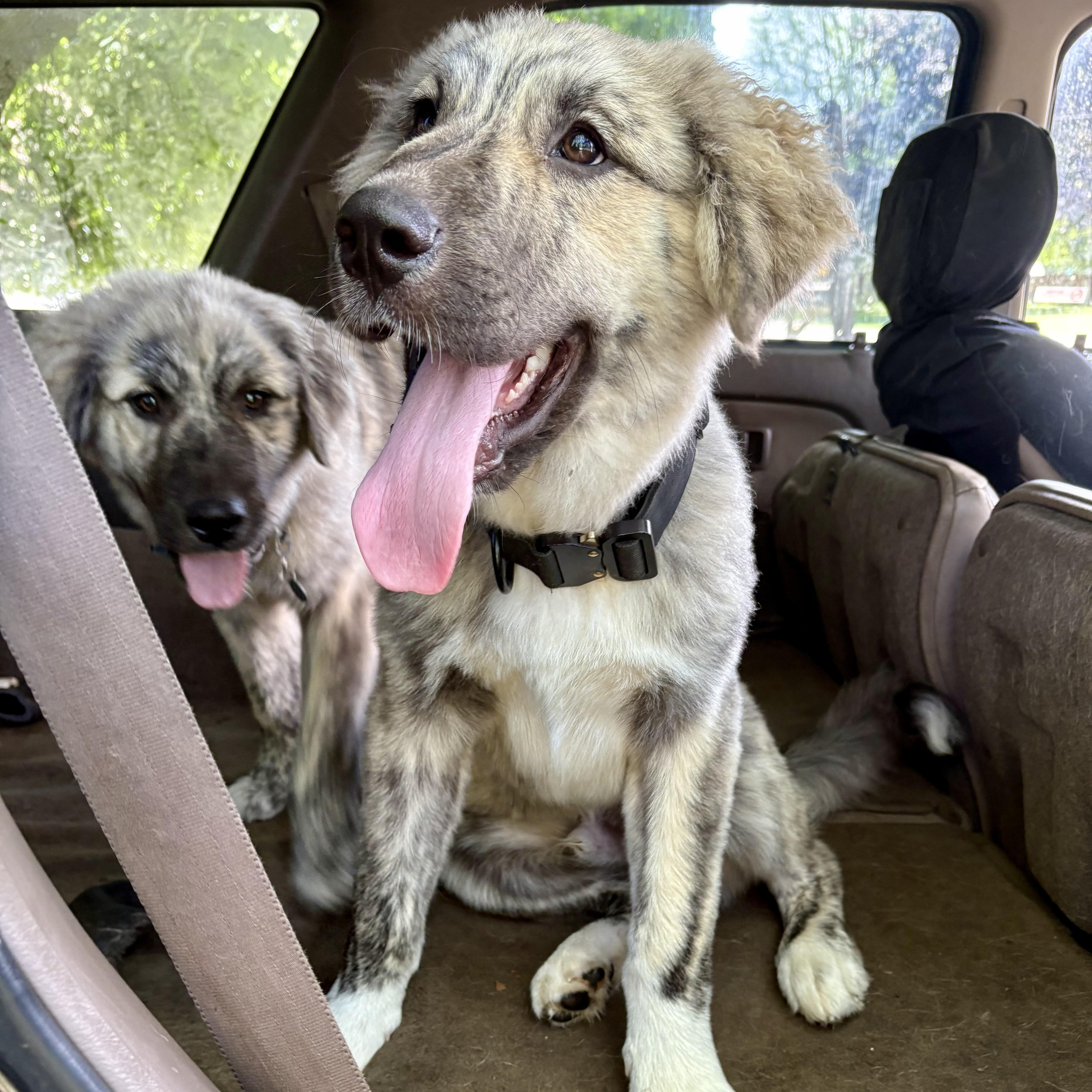 MoRo, an adoptable Anatolian Shepherd, Leonberger in Kalamazoo, MI, 49008 | Photo Image 2
