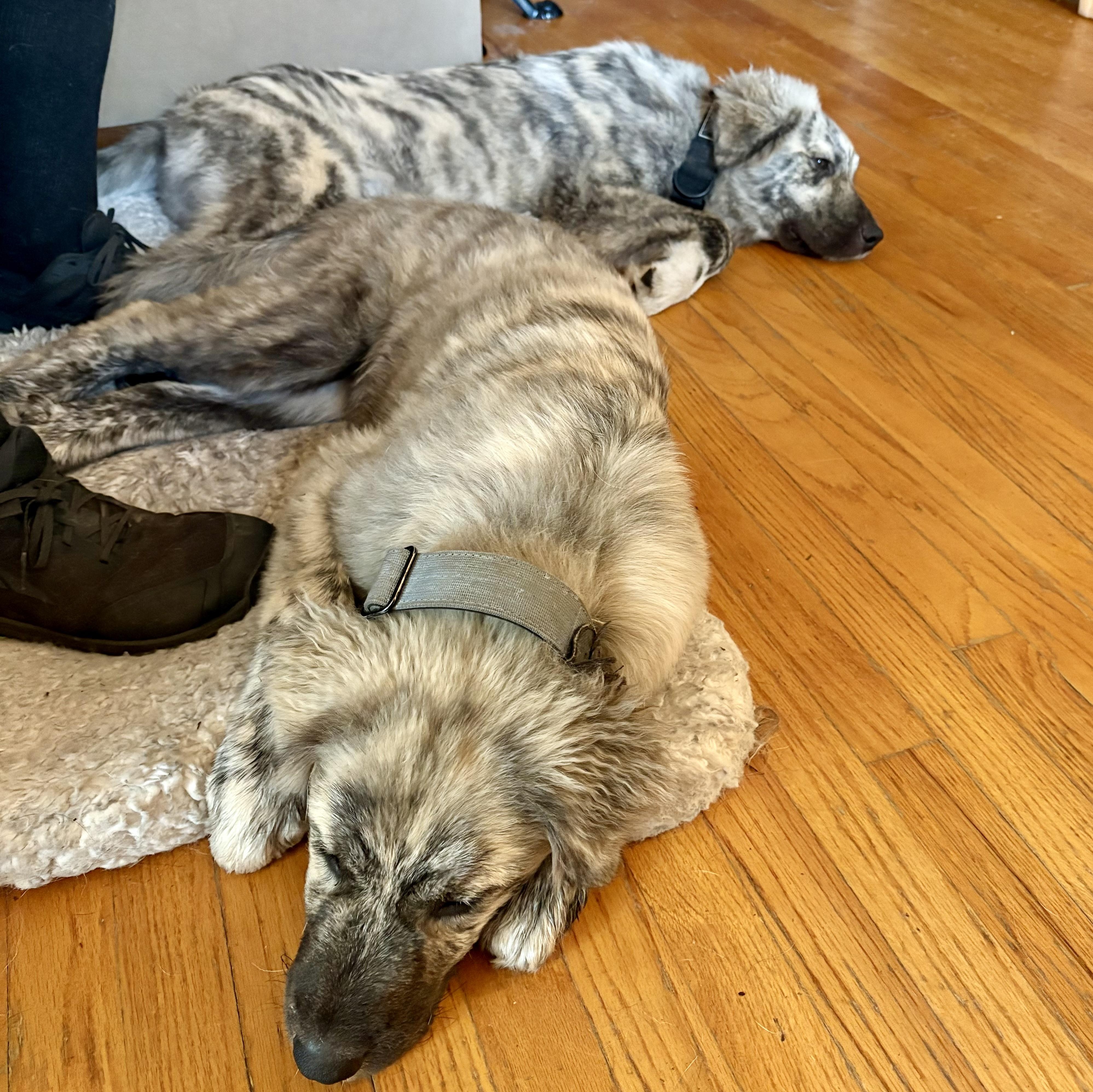 MoRo, an adoptable Anatolian Shepherd, Leonberger in Kalamazoo, MI, 49008 | Photo Image 5