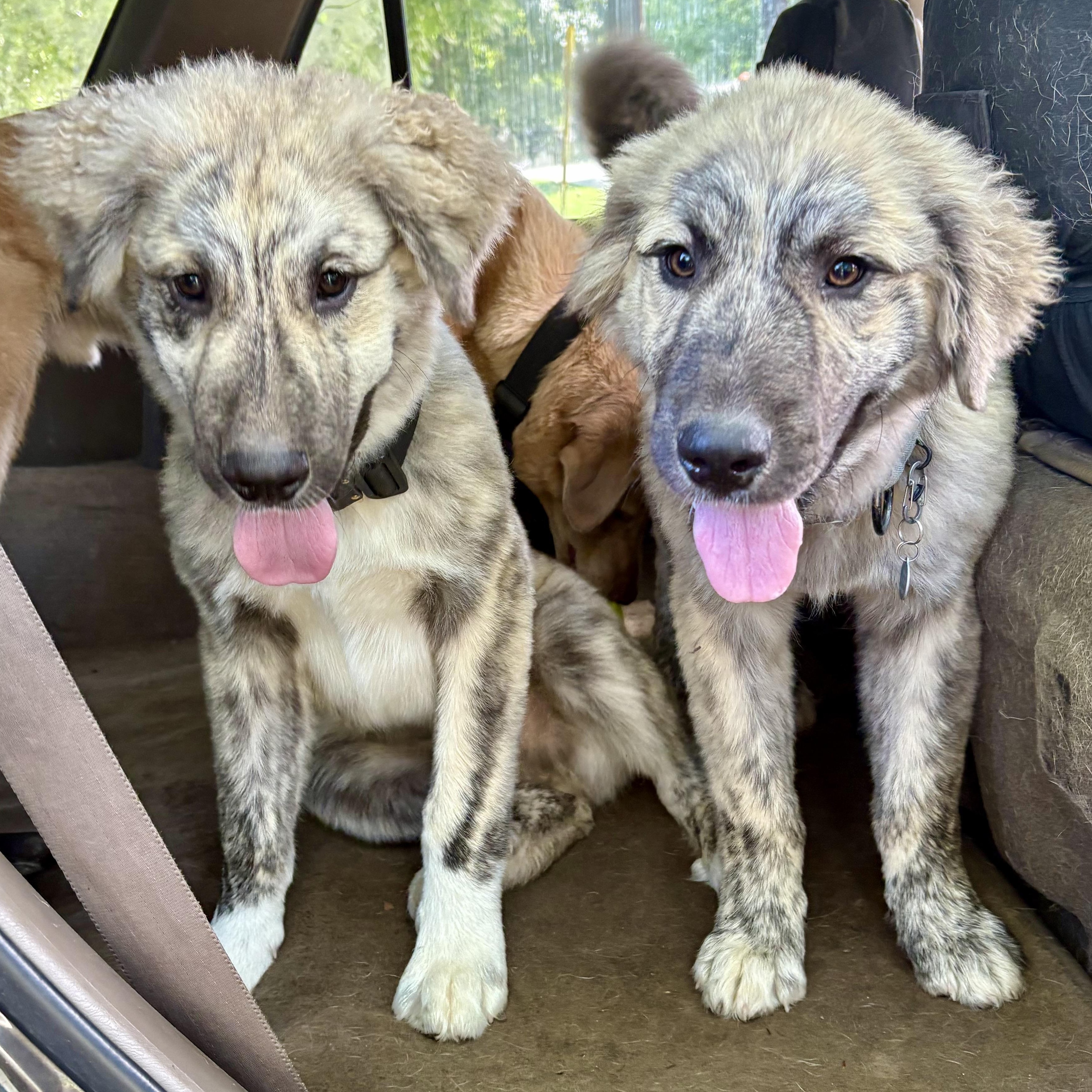 MoRo, an adoptable Anatolian Shepherd, Leonberger in Kalamazoo, MI, 49008 | Photo Image 4