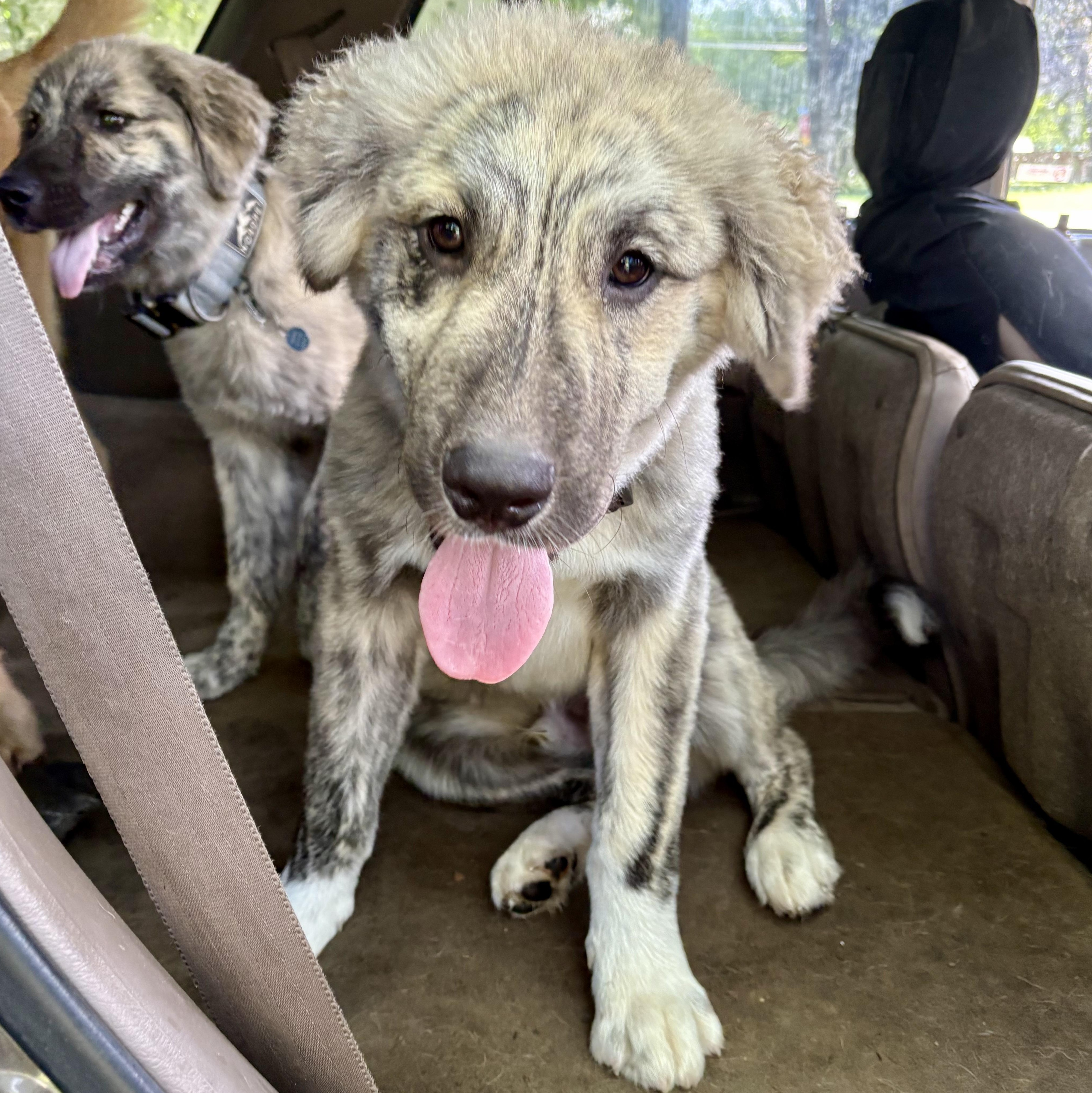 MoRo, an adoptable Anatolian Shepherd, Leonberger in Kalamazoo, MI, 49008 | Photo Image 1