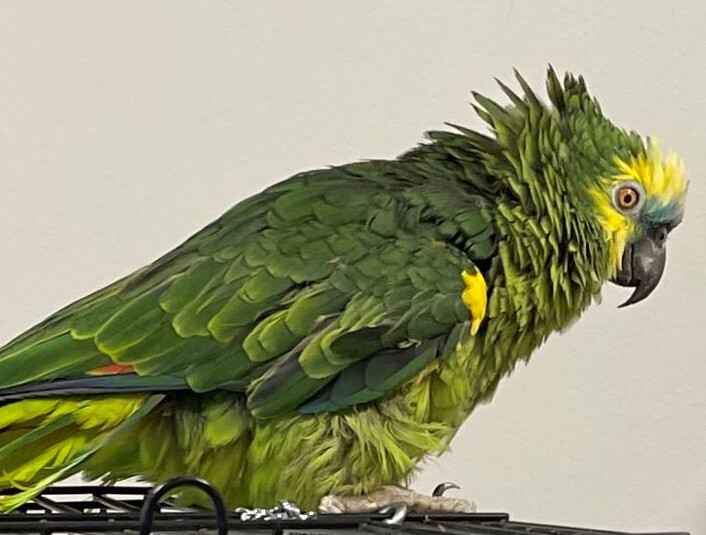 Enlarge Amos, a Adoptable Amazon in Baltimore, MD image 9/10