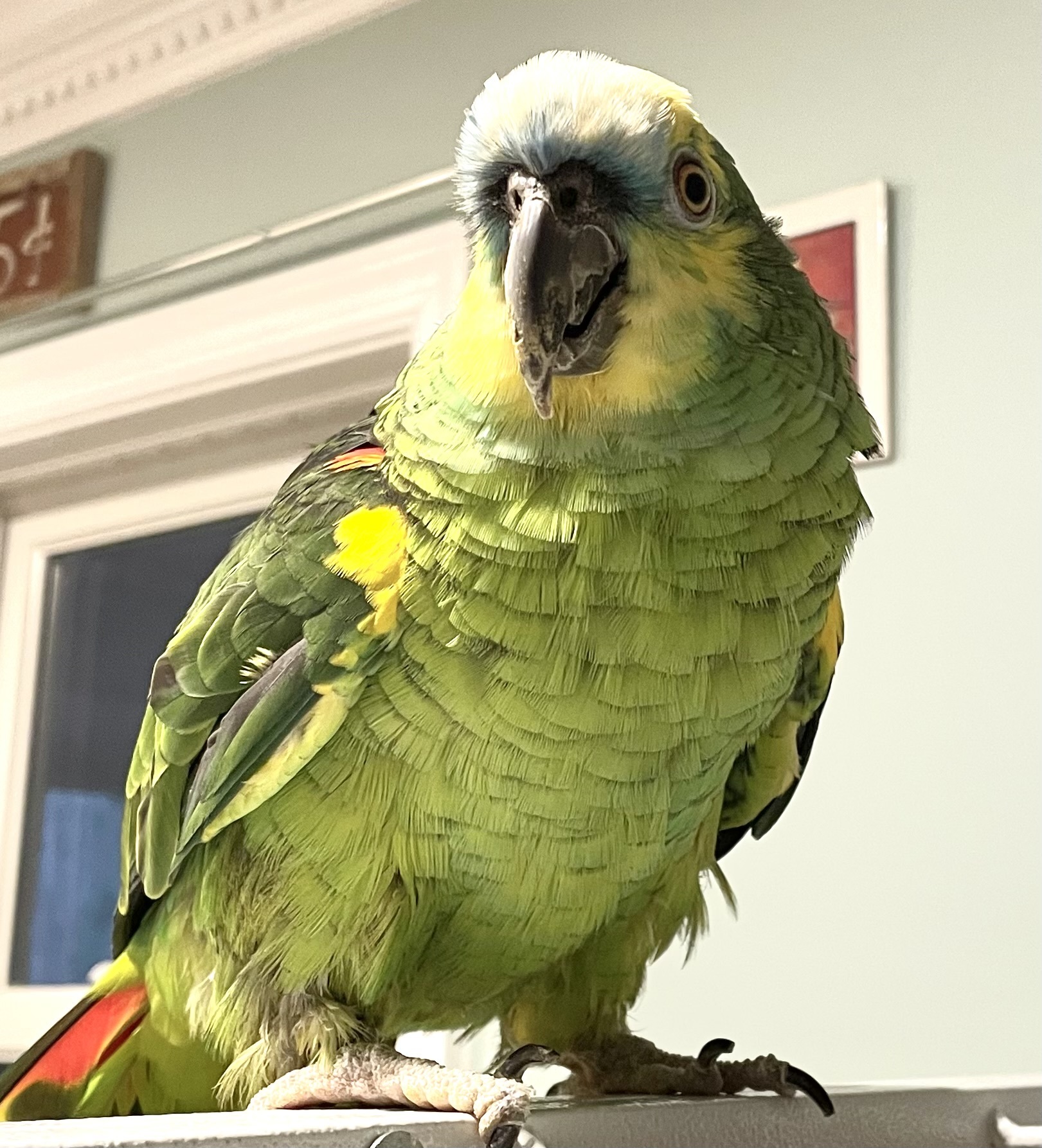 Enlarge Amos, a Adoptable Amazon in Baltimore, MD image 7/10