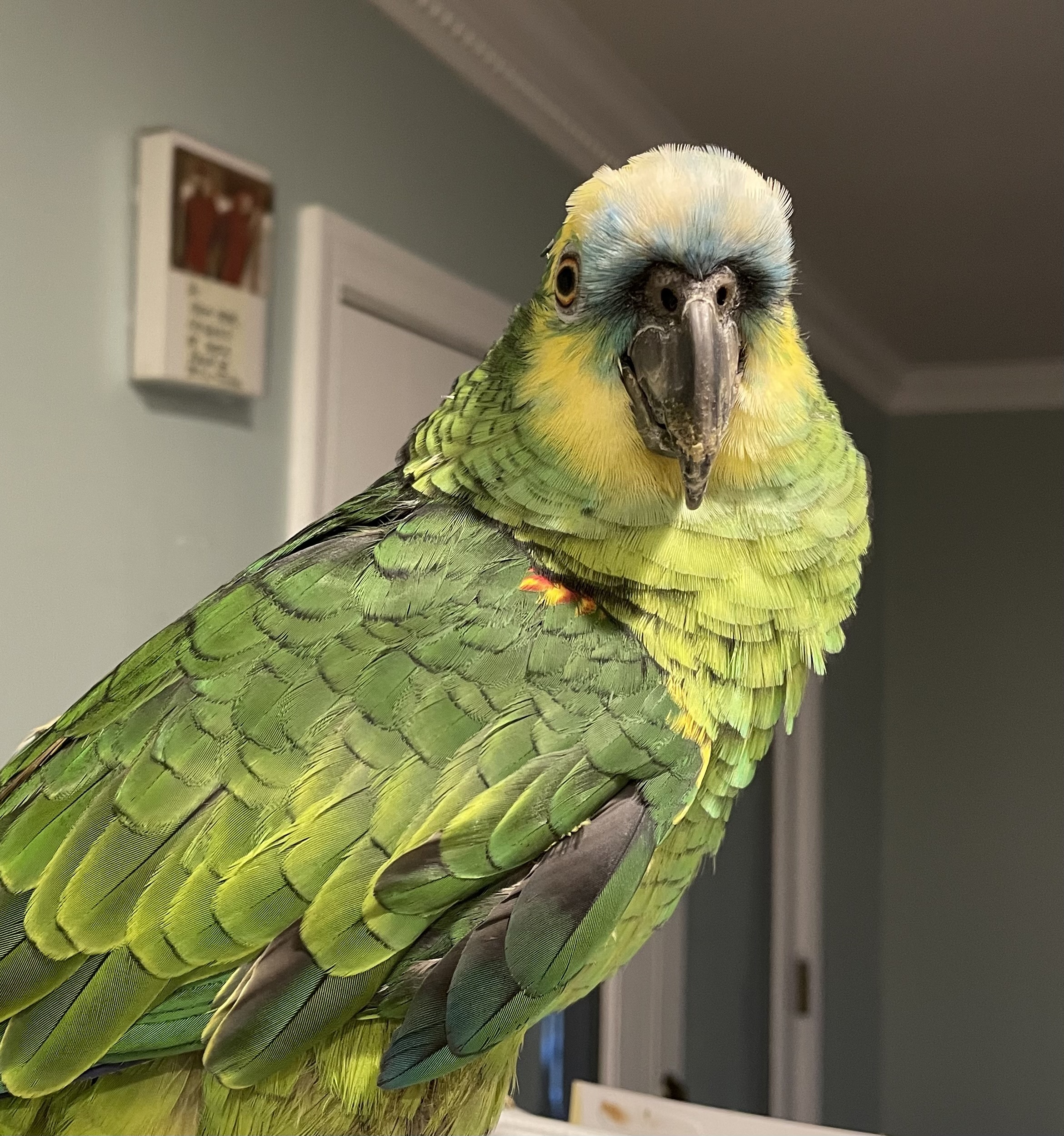 Enlarge Amos, a Adoptable Amazon in Baltimore, MD image 8/10