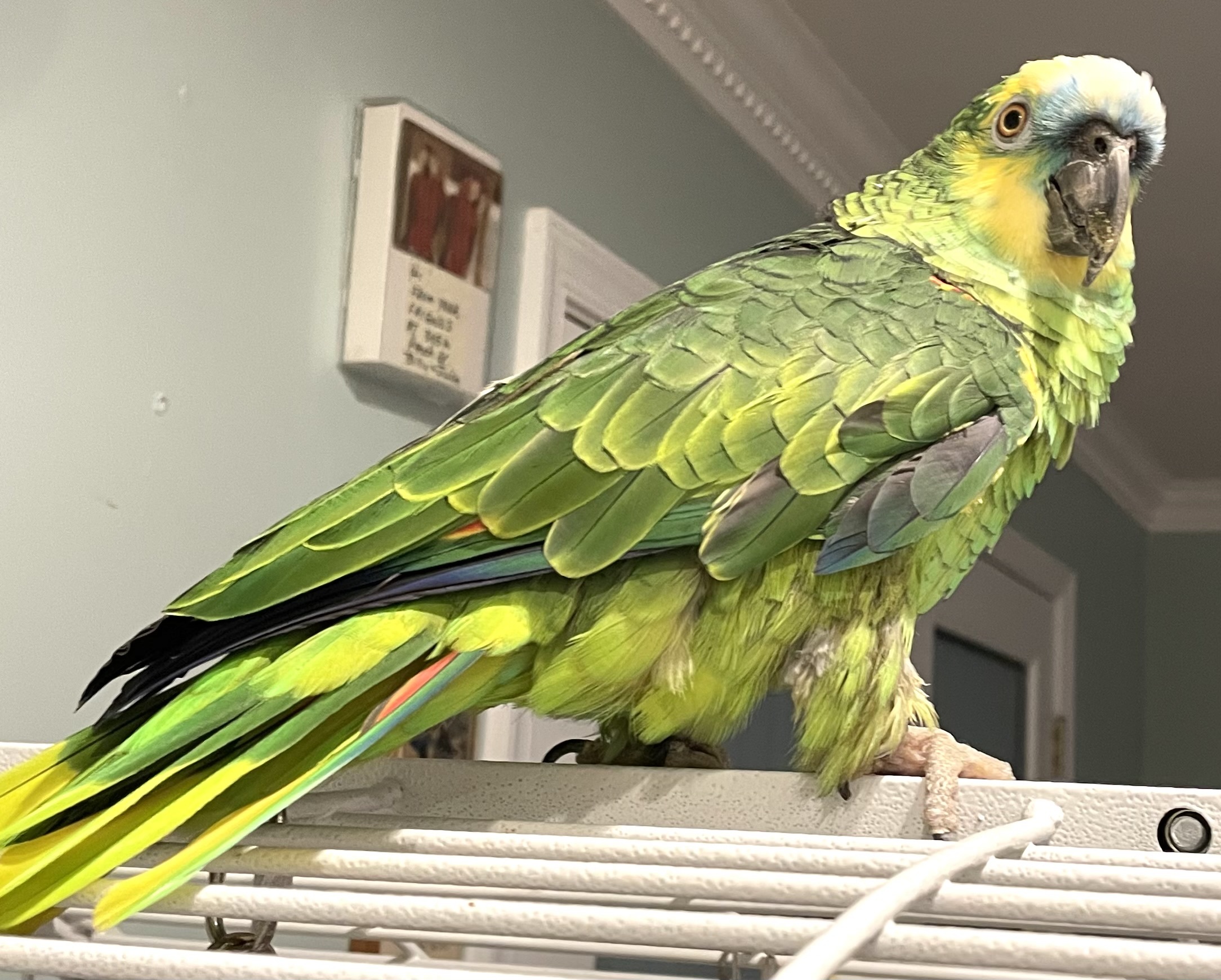 Enlarge Amos, a Adoptable Amazon in Baltimore, MD image 10/10