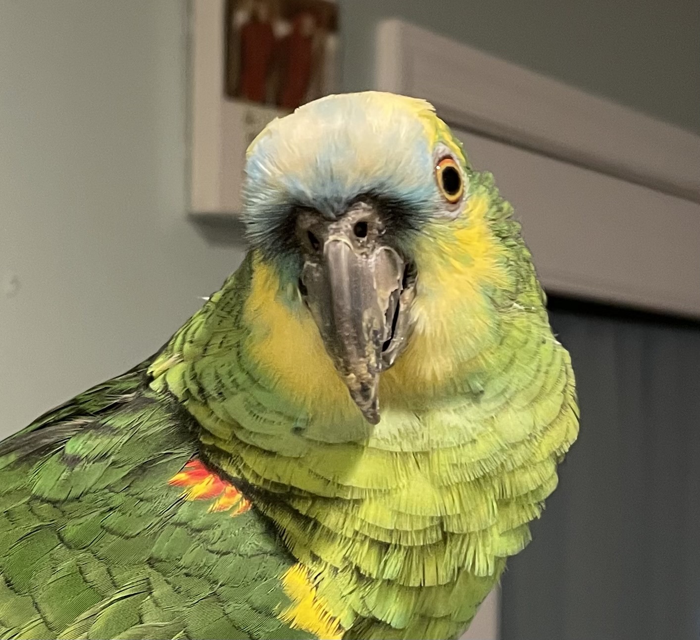 Enlarge Amos, a Adoptable Amazon in Baltimore, MD image 1/10