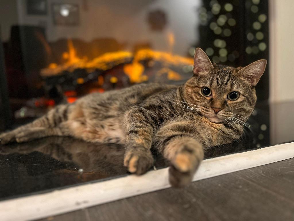 Jodi- Della, Adoptable, Adult Female Domestic Short Hair.