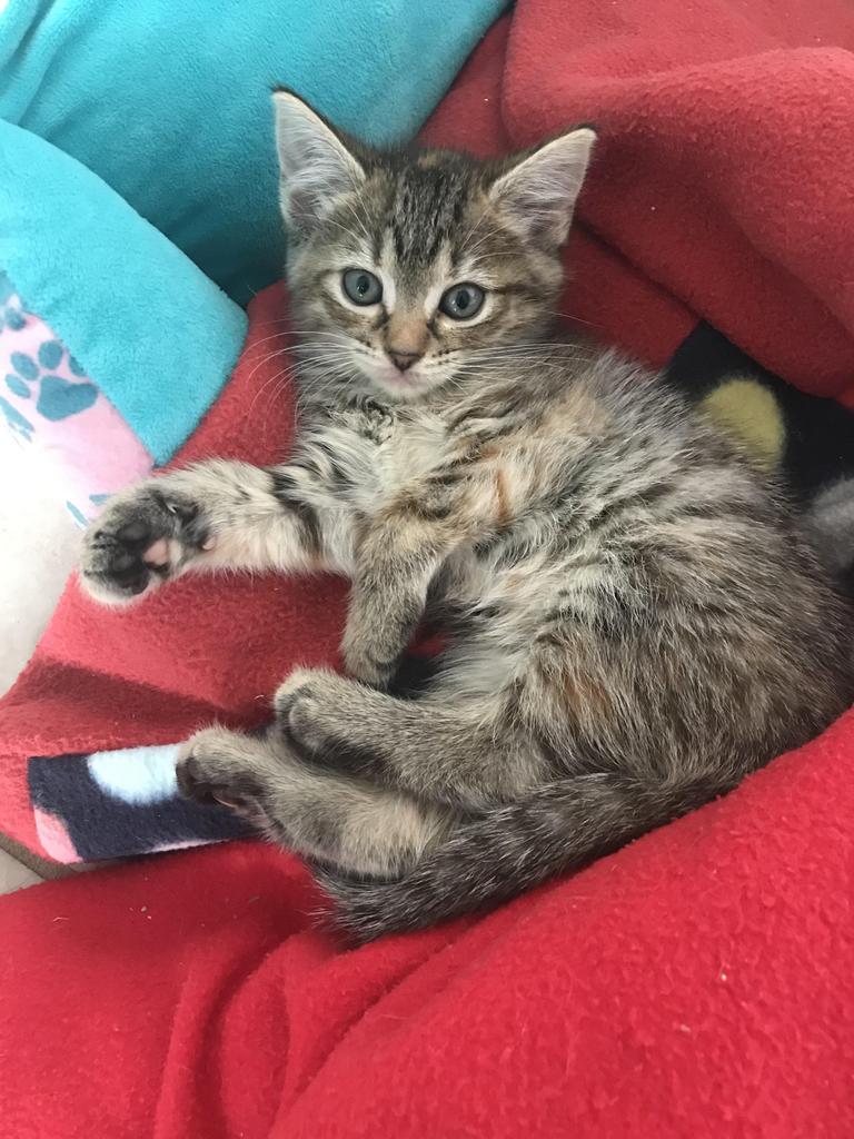 Enlarge Jodi- Della, a Adoptable mixed breed in Newnan, GA image 2/4