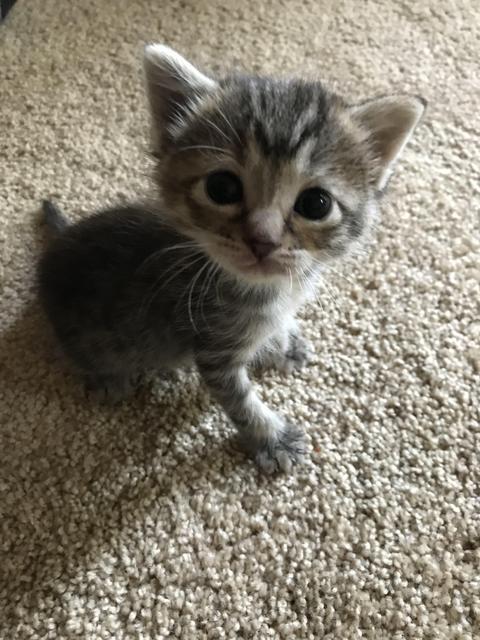 Enlarge Jodi- Della, a Adoptable mixed breed in Newnan, GA image 4/4