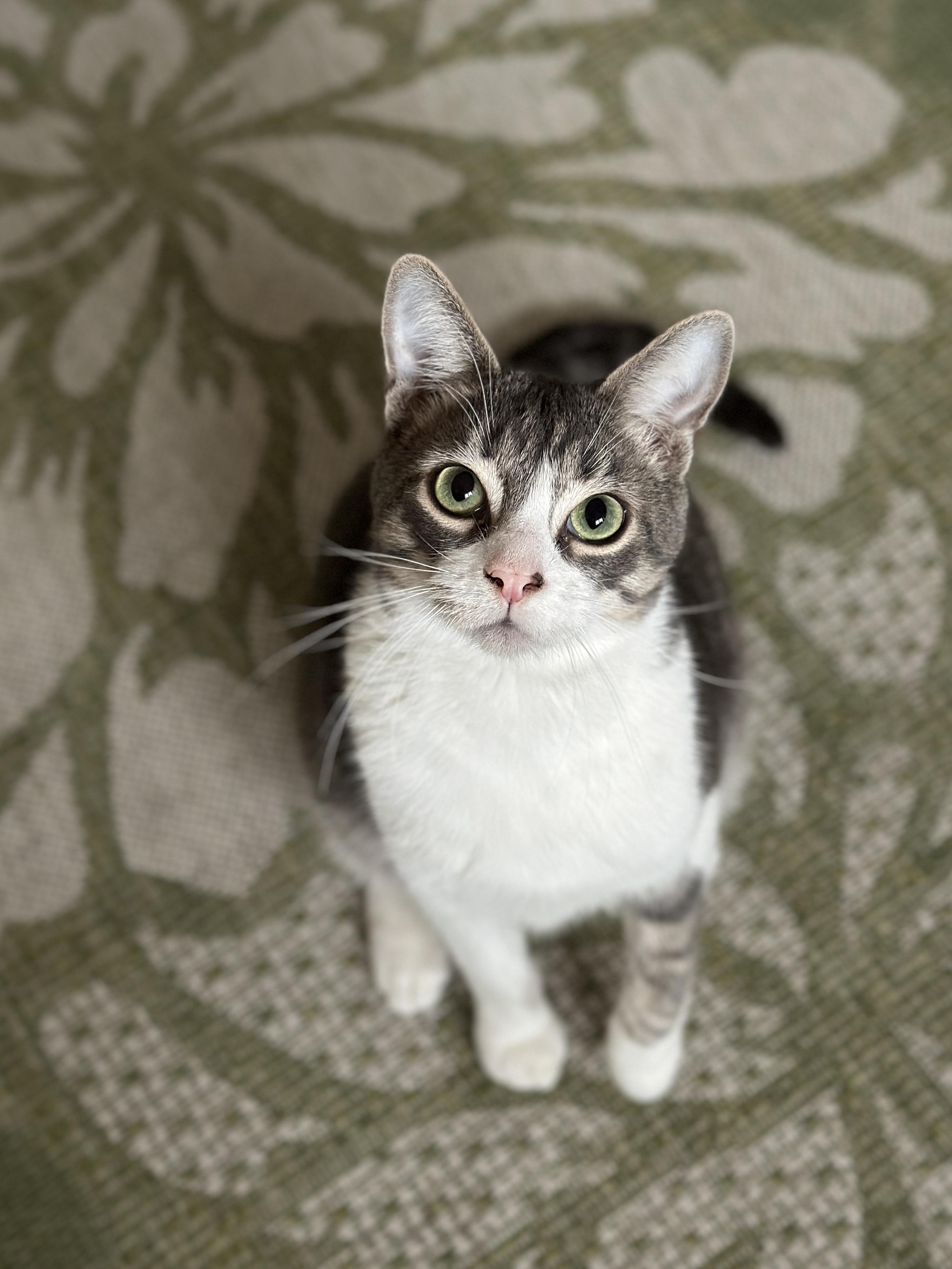 amazing Alder, Young Male Tabby
