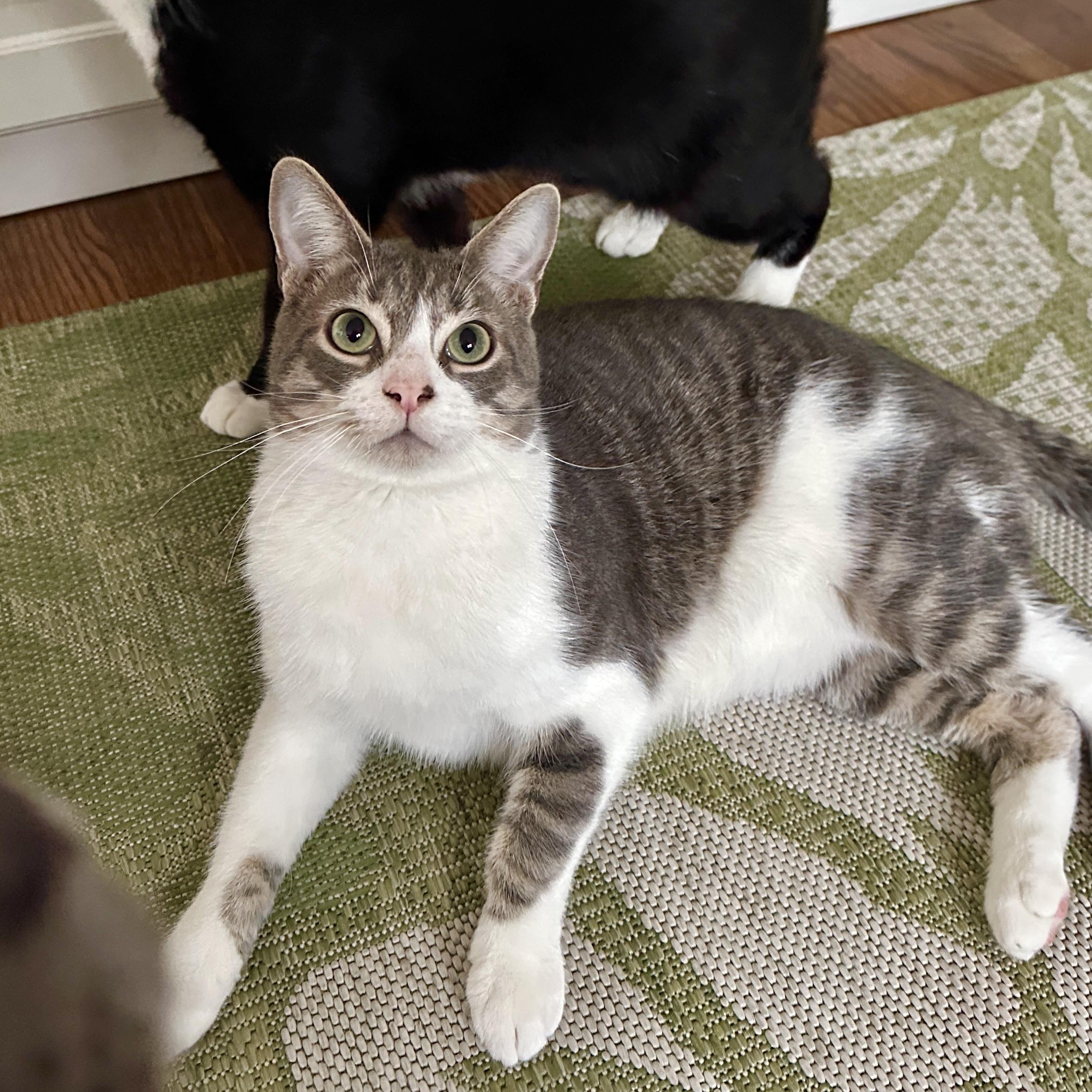 amazing Alder + Juniper, a Adoptable mixed breed in Toluca Lake, CA image 2/5