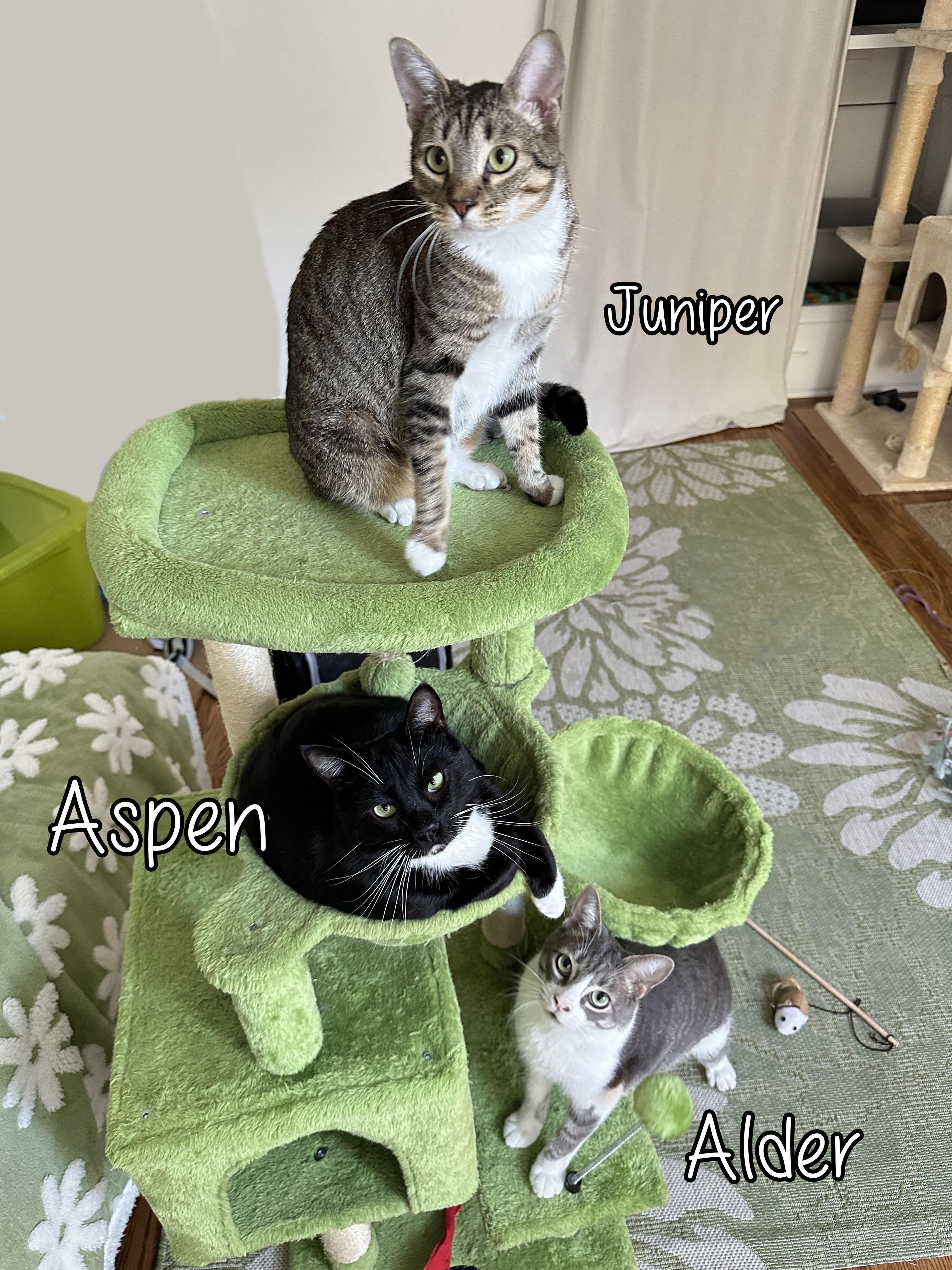 Alder, Aspen & Juniper, Adoptable, Young Male Tabby & Silver.