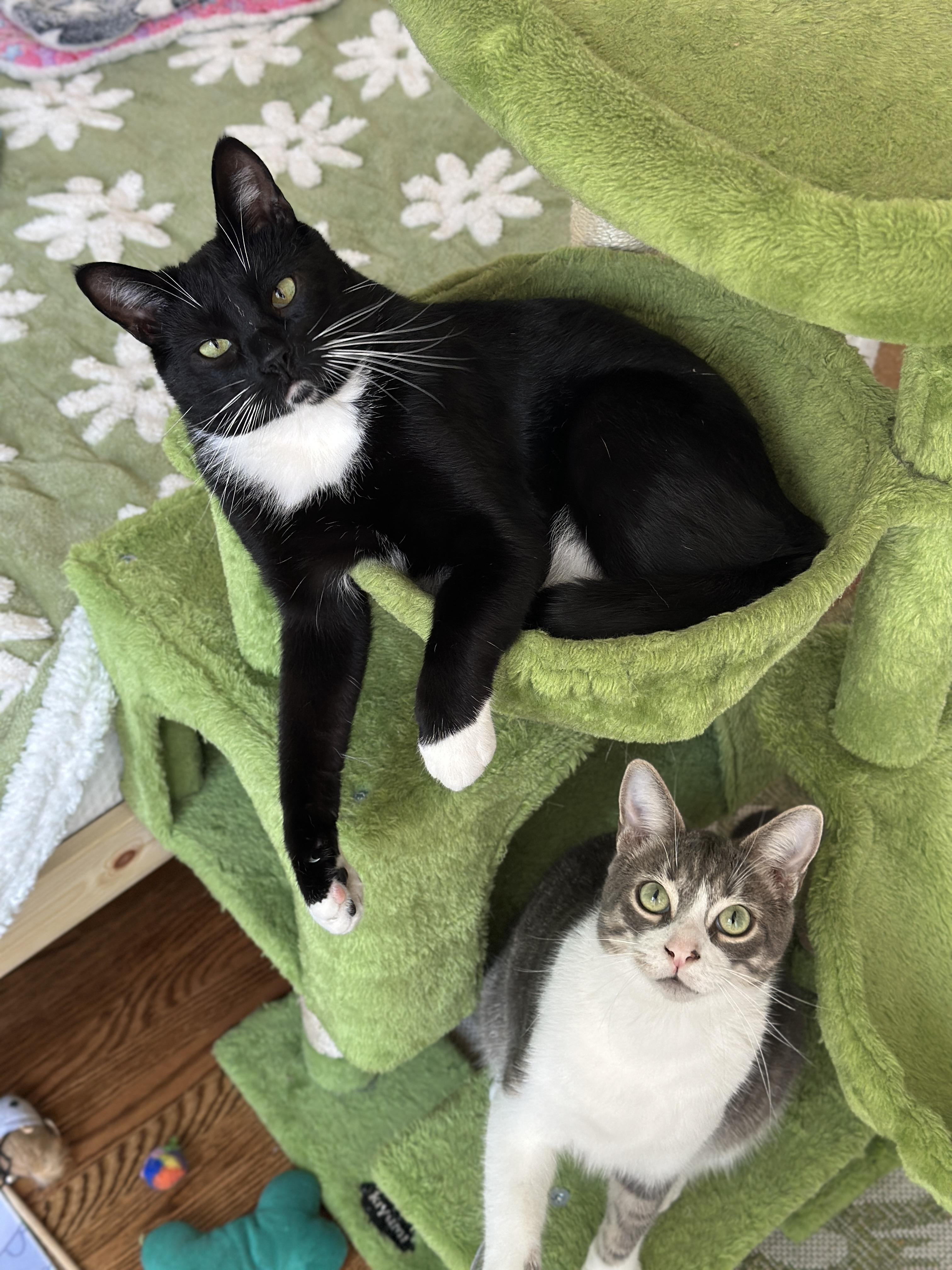 Enlarge Alder, Aspen & Juniper, a Adoptable mixed breed in Toluca Lake, CA image 5/5