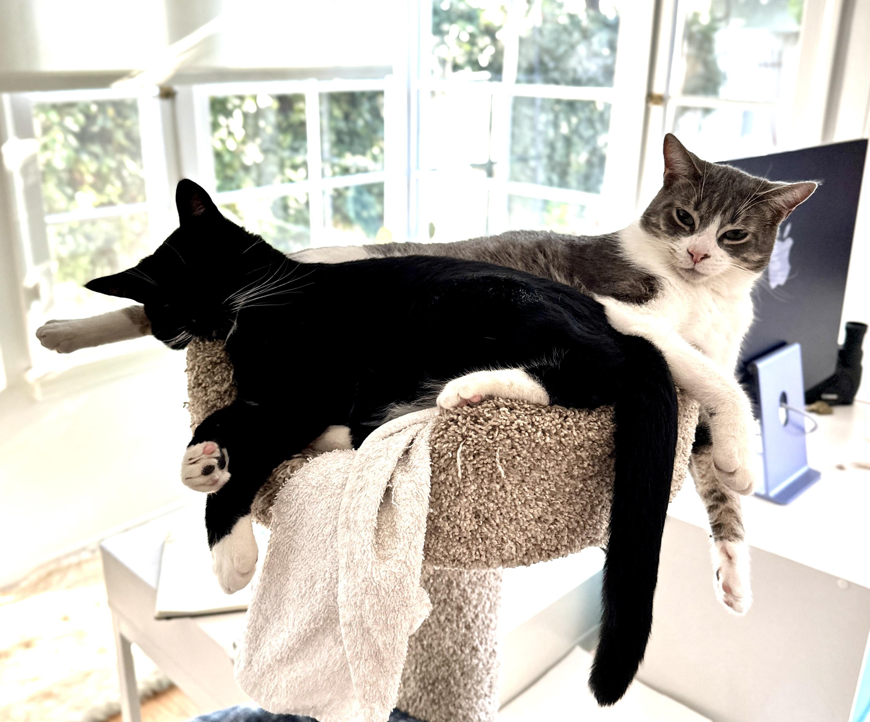 Enlarge Alder, Aspen & Juniper, a Adoptable mixed breed in Toluca Lake, CA image 4/5