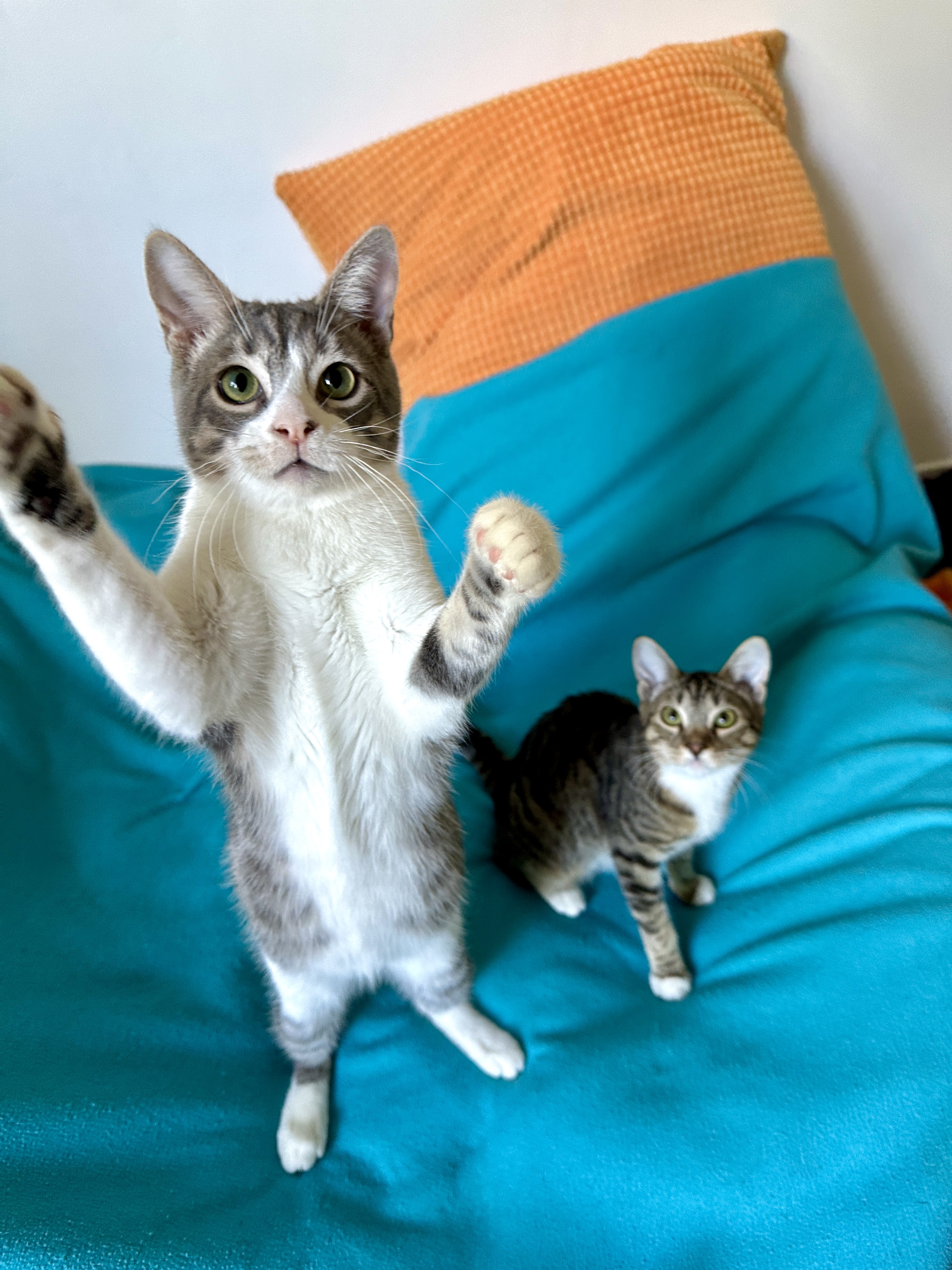 amazing Alder + Juniper, a Adoptable mixed breed in Toluca Lake, CA image 5/5