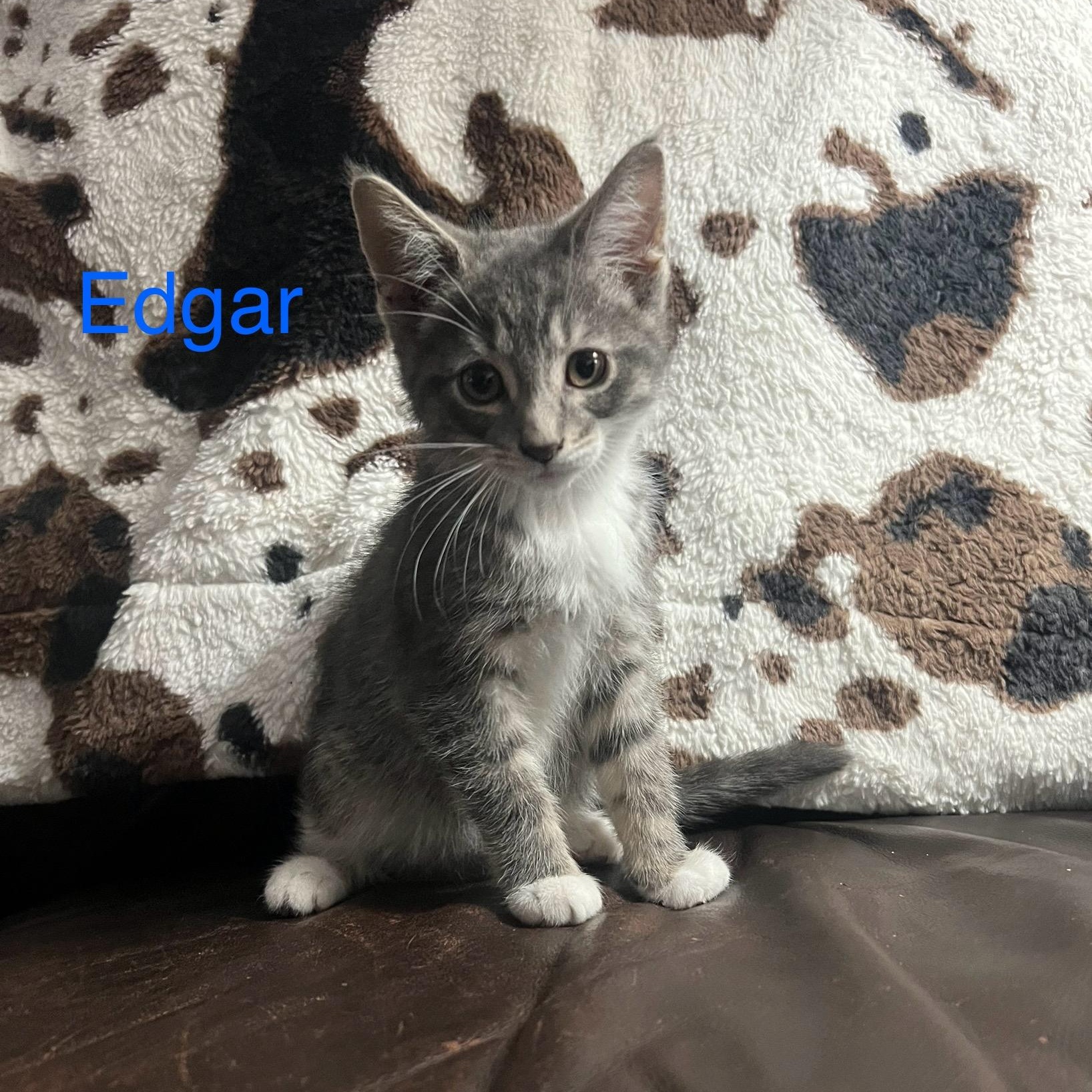 Enlarge Edgar, an adopted Domestic Short Hair in Davisburg, MI image 2/3