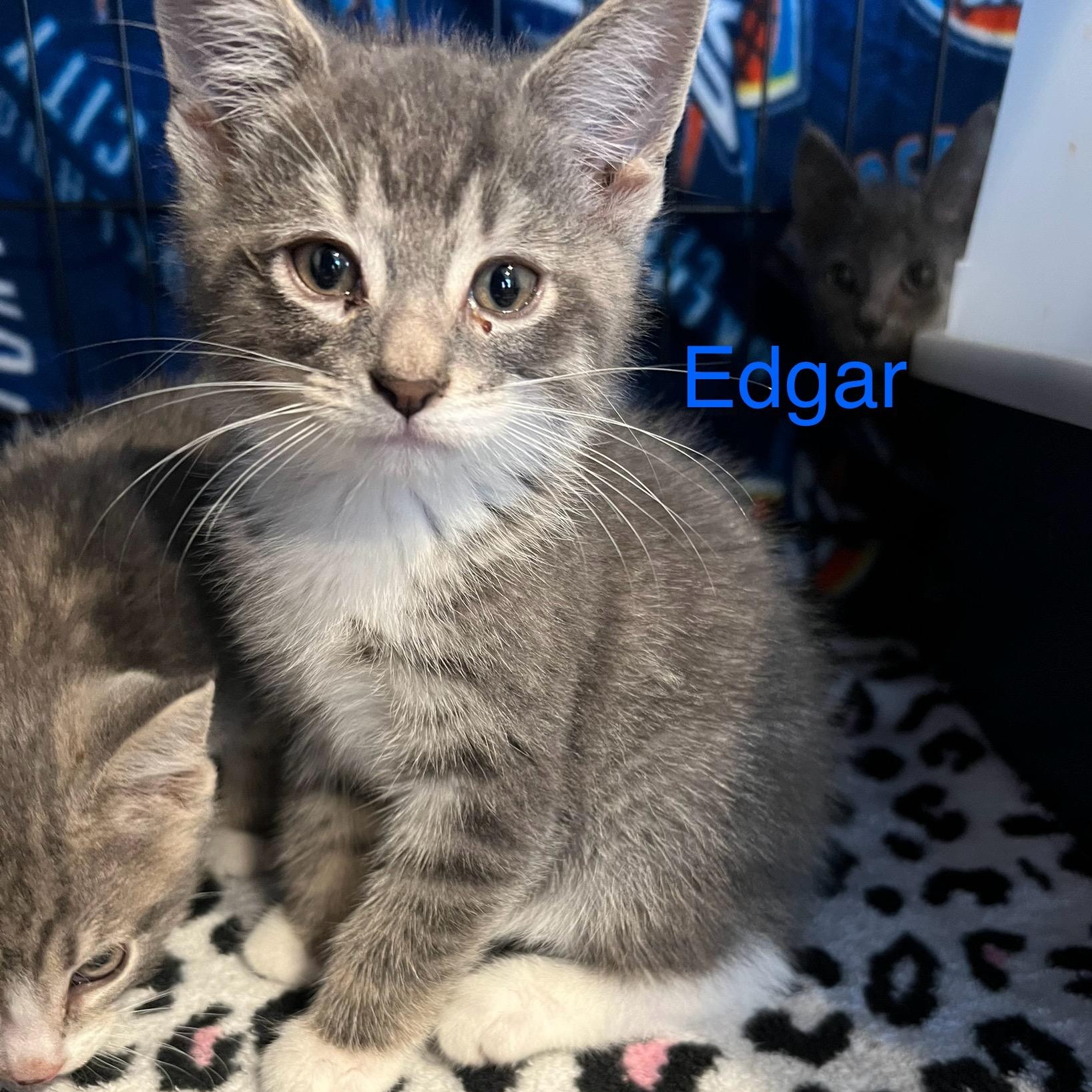 Edgar, adopted, Kitten Male Domestic Short Hair.