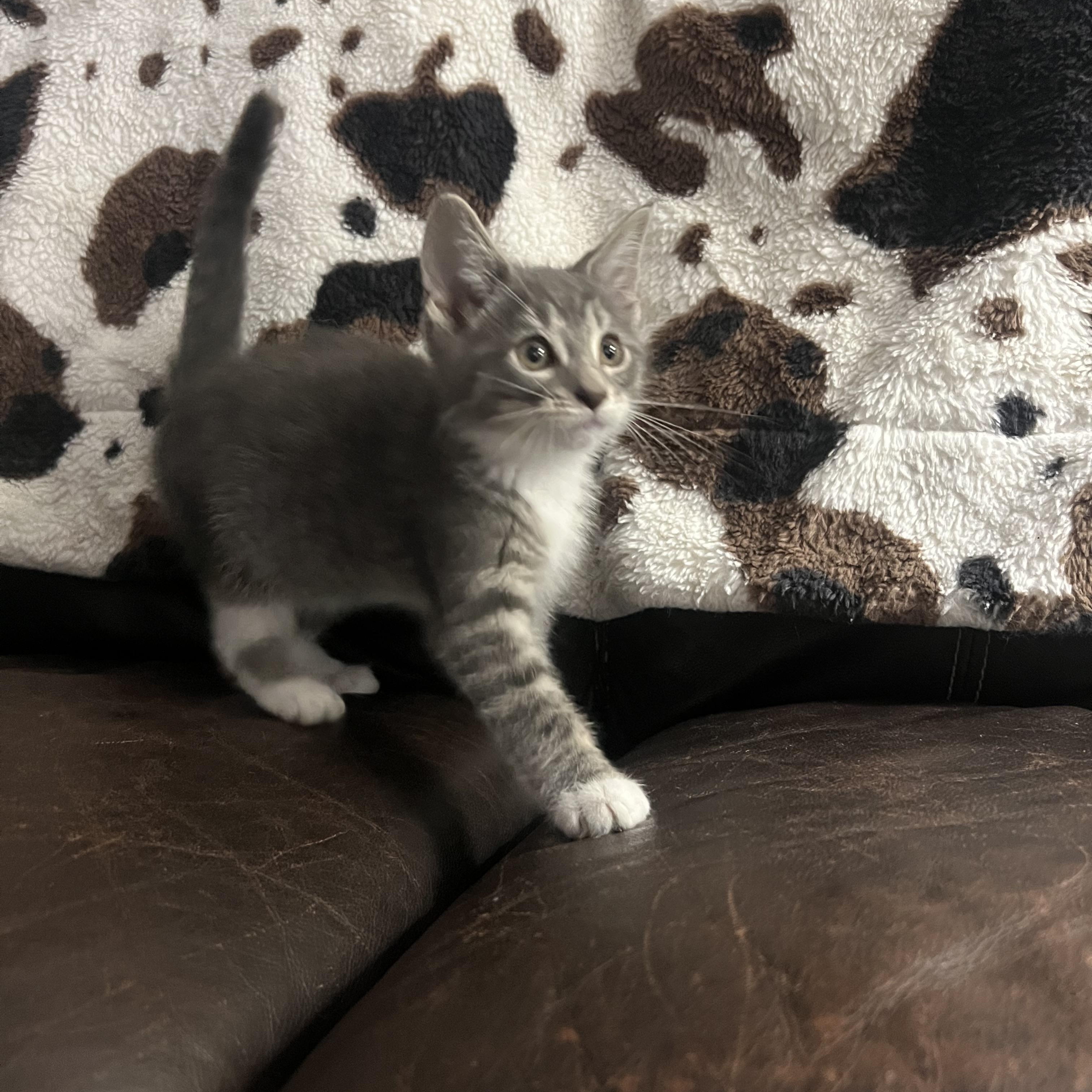 Enlarge Edgar, an adopted Domestic Short Hair in Davisburg, MI image 3/3