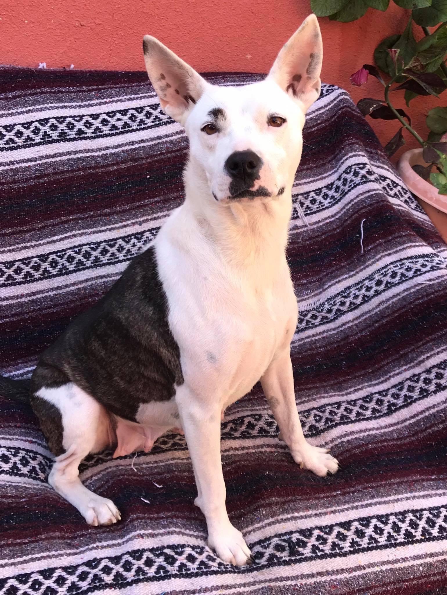 Picachu, Adoptable, Adult Female American Bully.