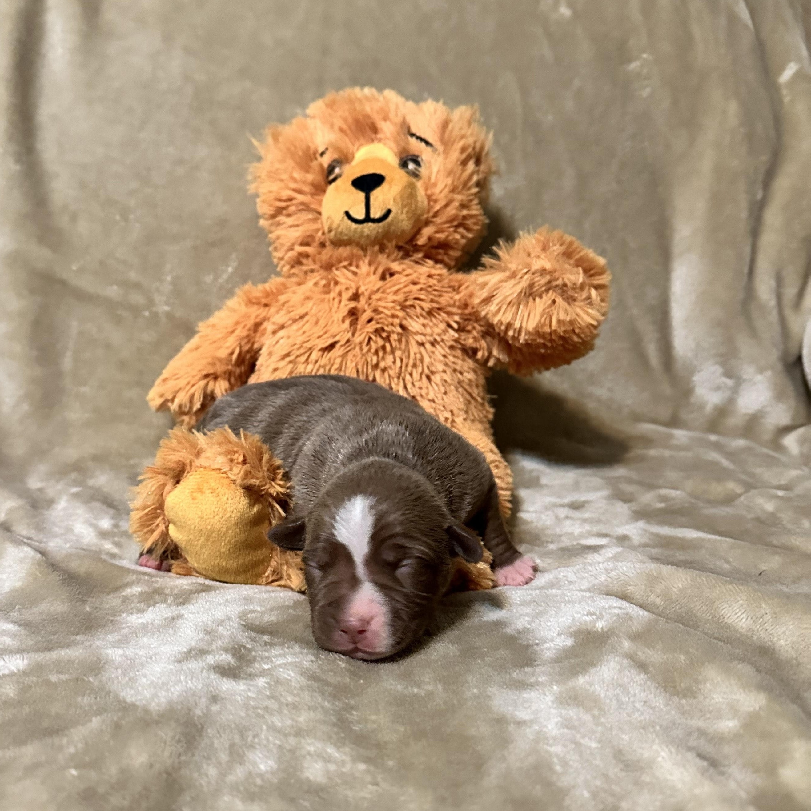 June, a Adopted mixed breed in SACRAMENTO, CA image 2/2