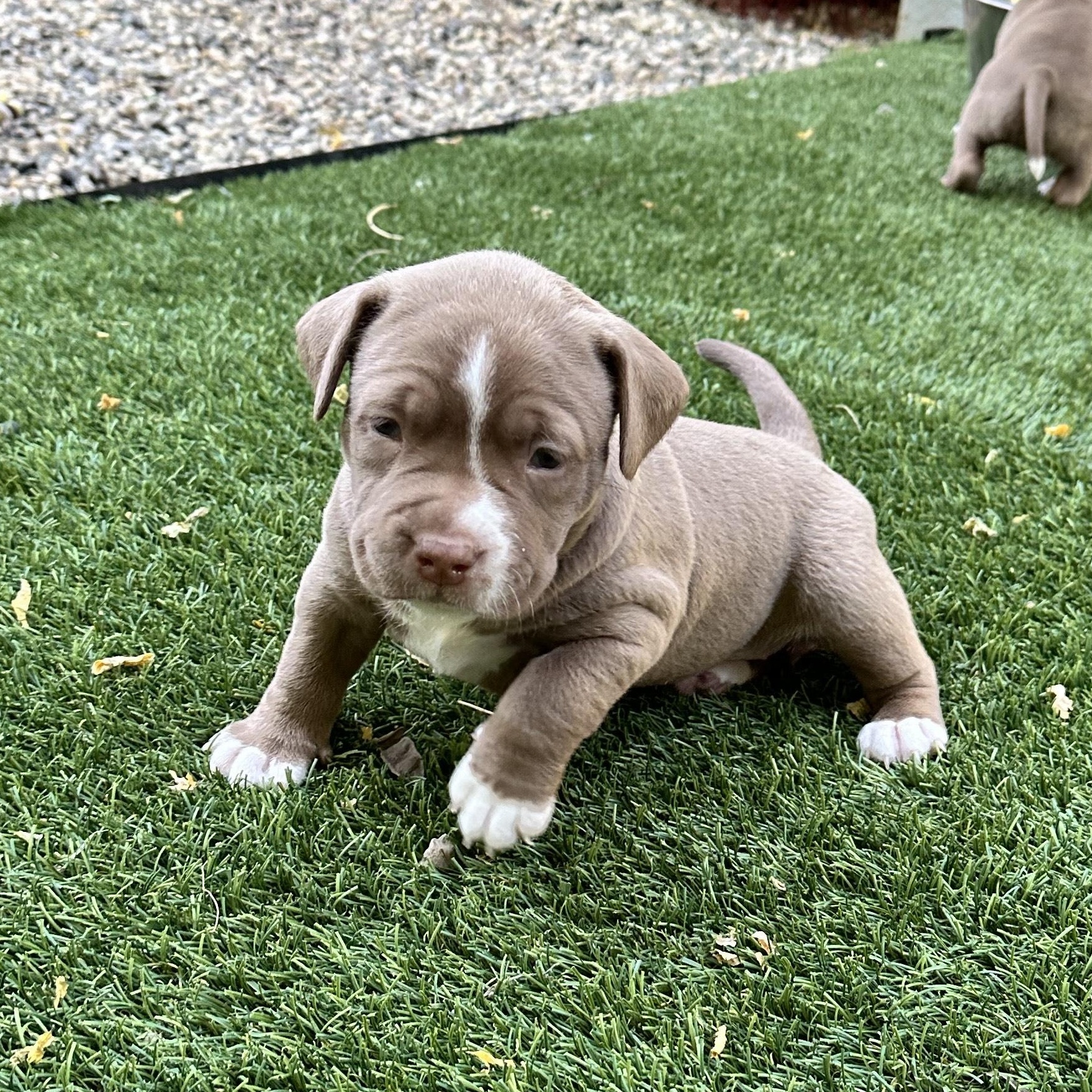 June, Adopted, Puppy Female Pit Bull Terrier & American Bulldog.