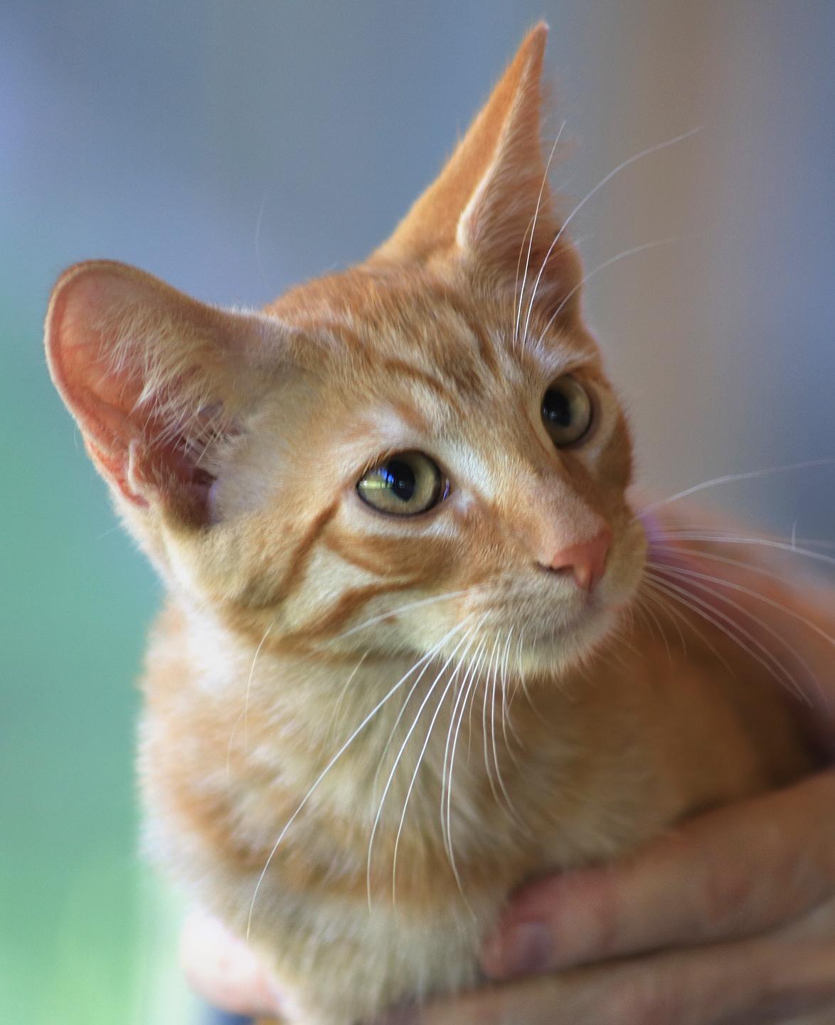 Peach, Baby Male unknown
