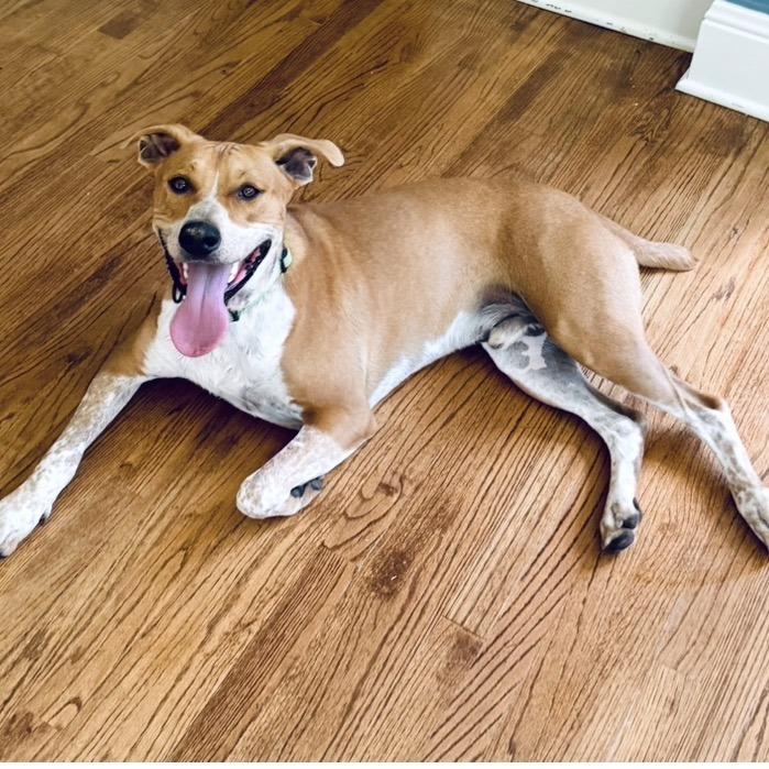 Remi, Adoptable, Young Male Mixed Breed.