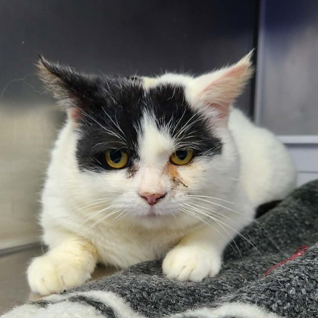 Enlarge Doughnut, a Adoptable Domestic Short Hair in Coos Bay, OR image 1/1