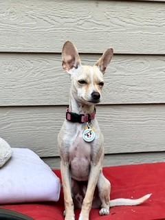 Enlarge Gelato, a Adoptable mixed breed in clayton , CA image 1/4