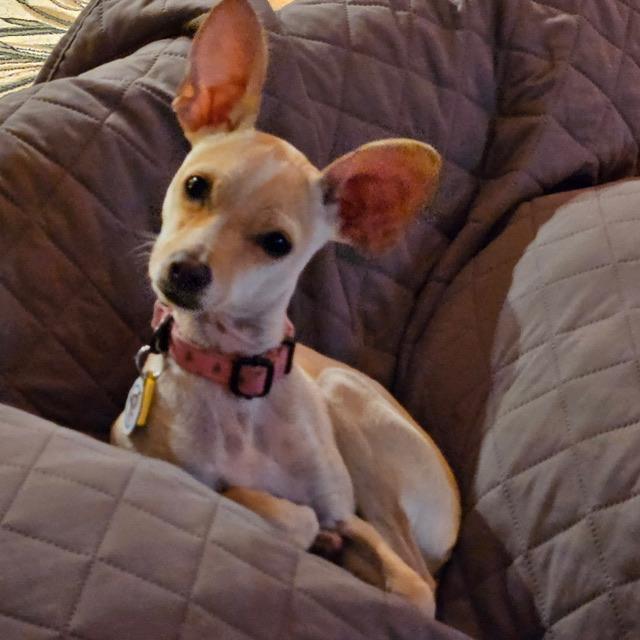 Enlarge Gelato, a Adoptable mixed breed in clayton , CA image 2/4