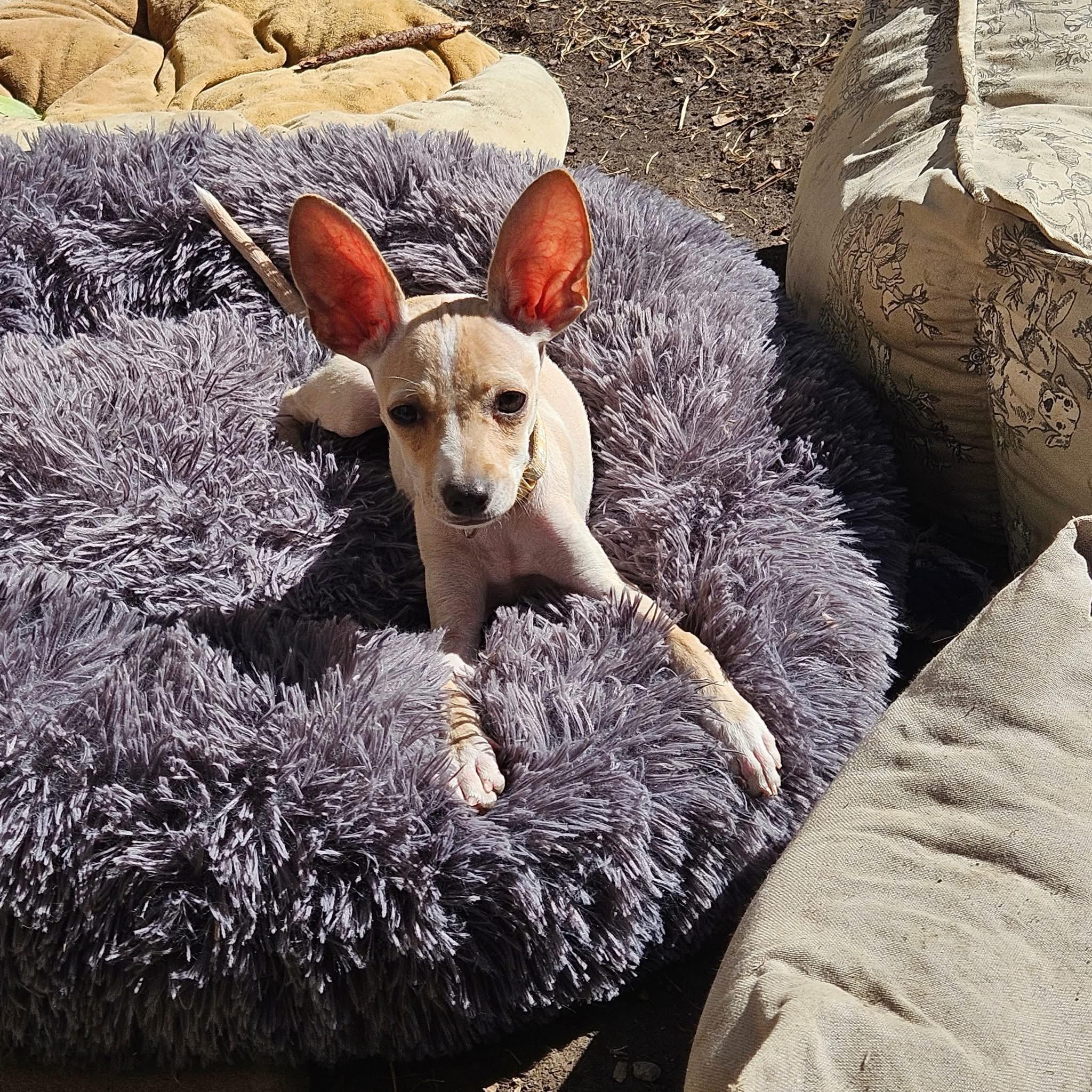Gelato, Adoptable, Puppy Female Chihuahua.