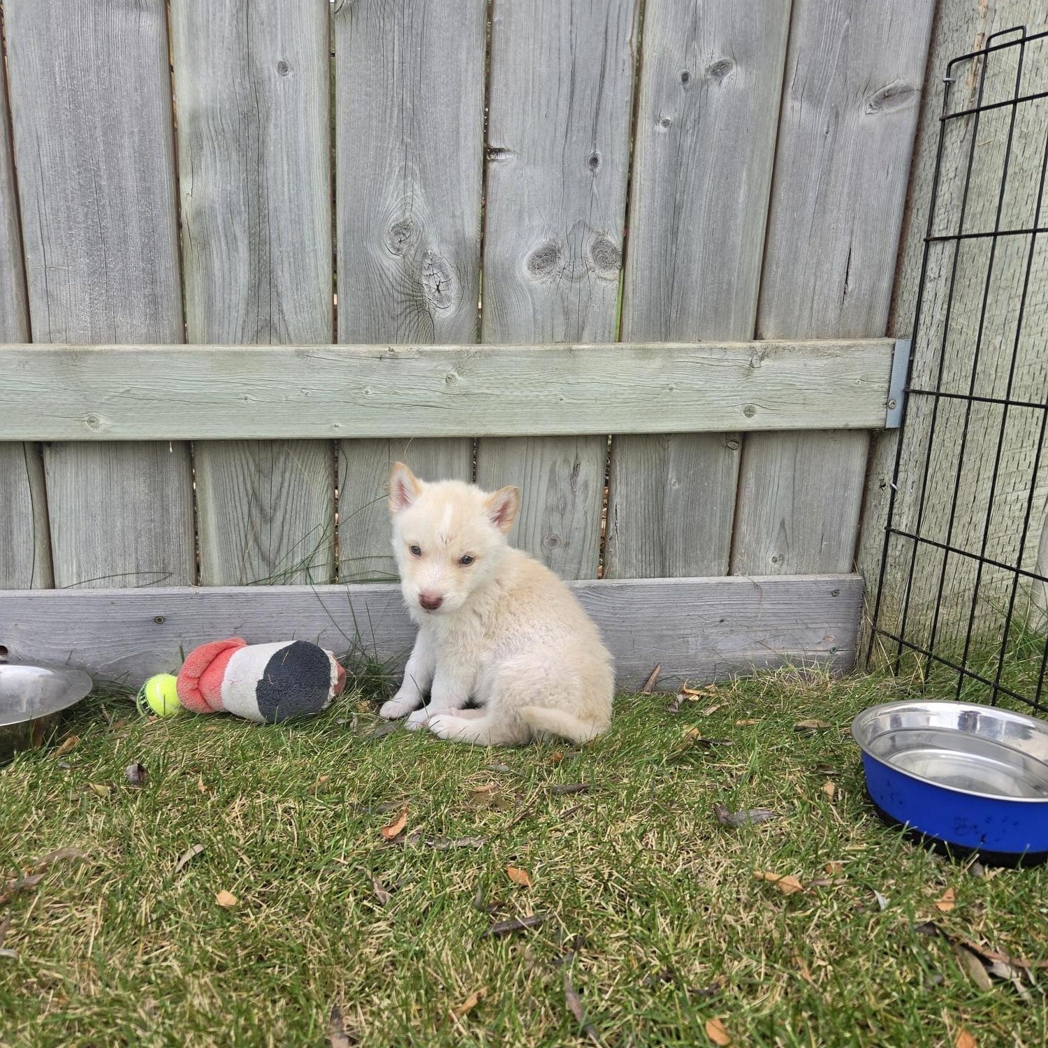 Enlarge Tex, a Adoptable Mixed Breed in Saskatoon, SK image 2/6
