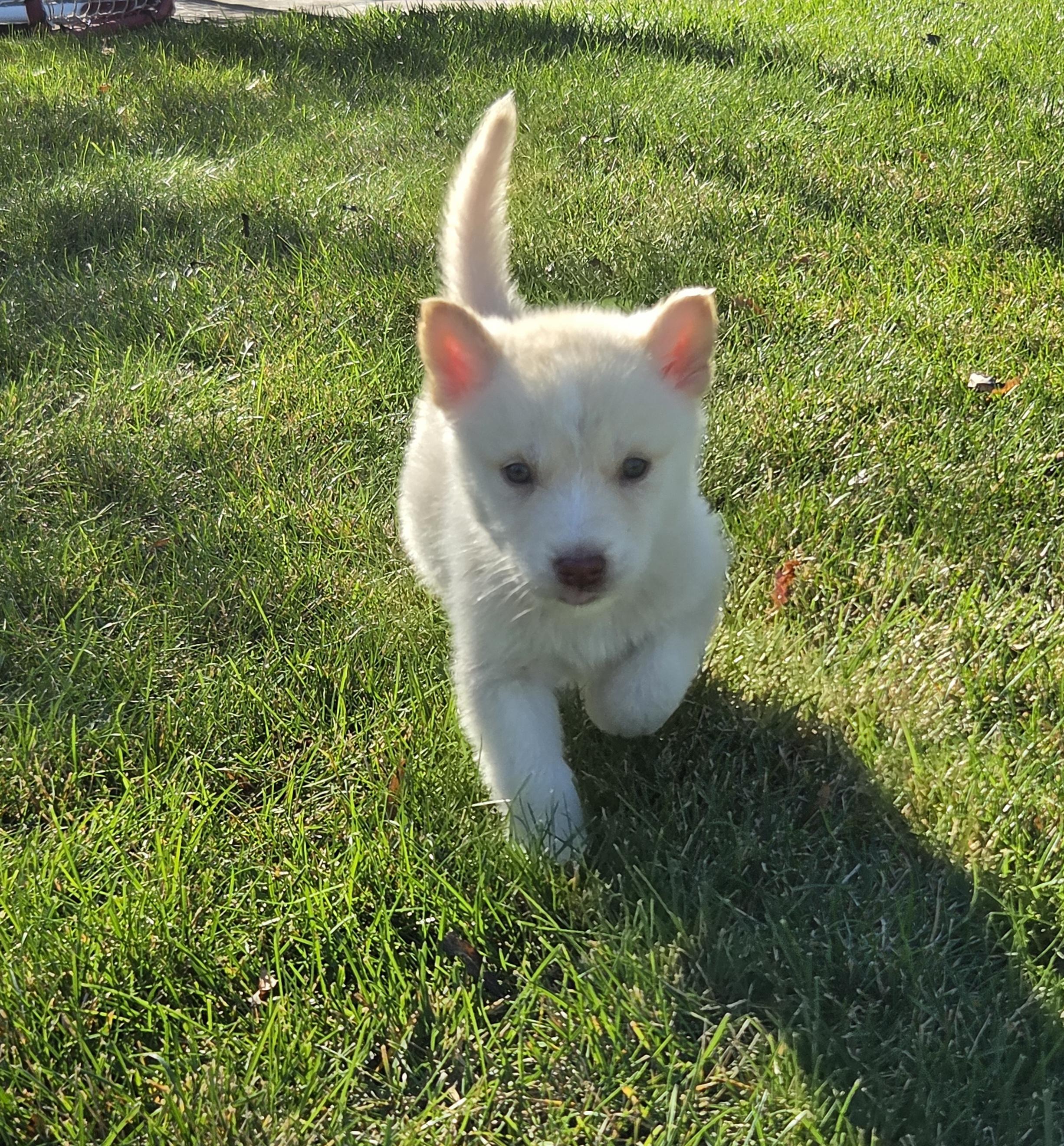 Tex, Adoptable, Puppy Male Mixed Breed.