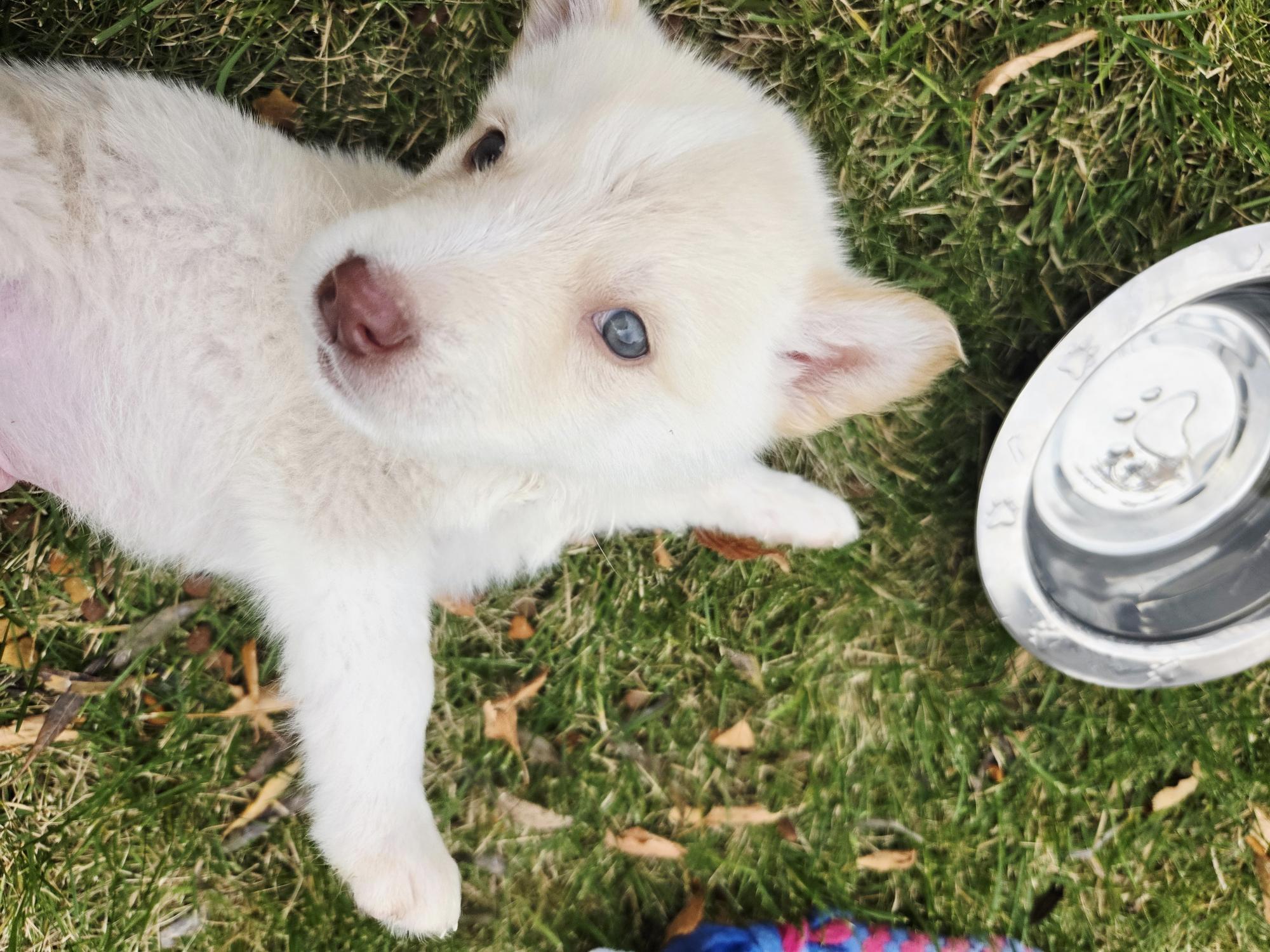 Enlarge Tex, a Adoptable Mixed Breed in Saskatoon, SK image 3/6