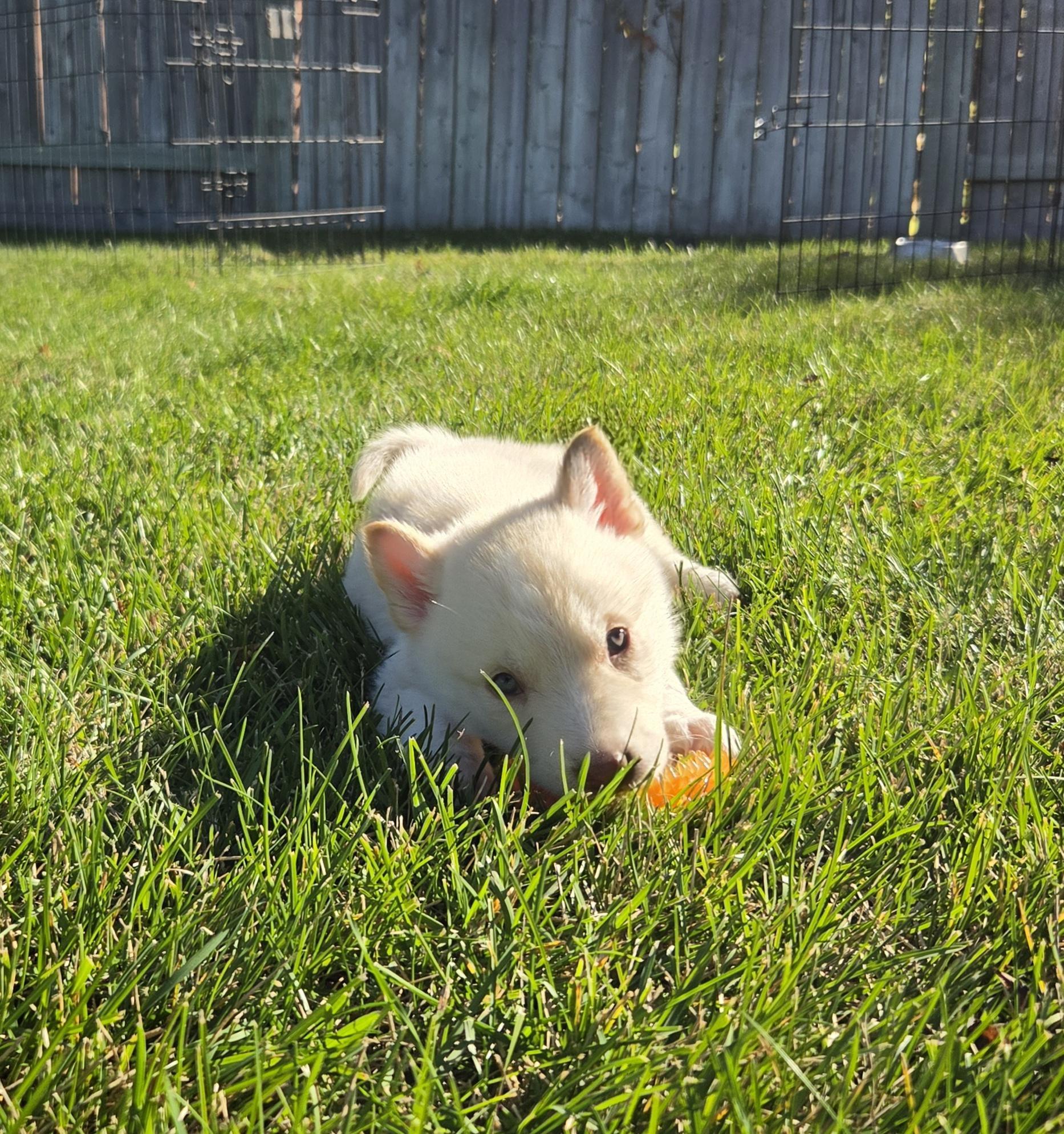 Enlarge Tex, a Adoptable Mixed Breed in Saskatoon, SK image 4/6