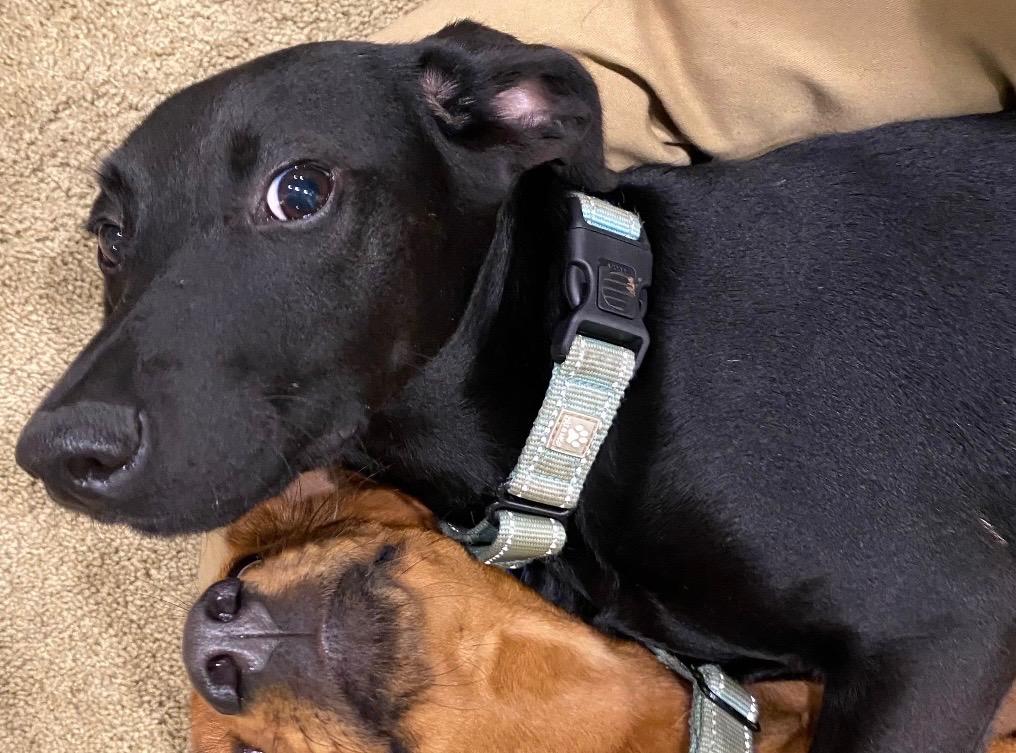 Muggle, Adoptable, Puppy Male Labrador Retriever & Hound.