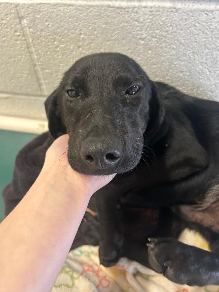 Muggle, a Adoptable mixed breed in Morgantown, KY image 4/4