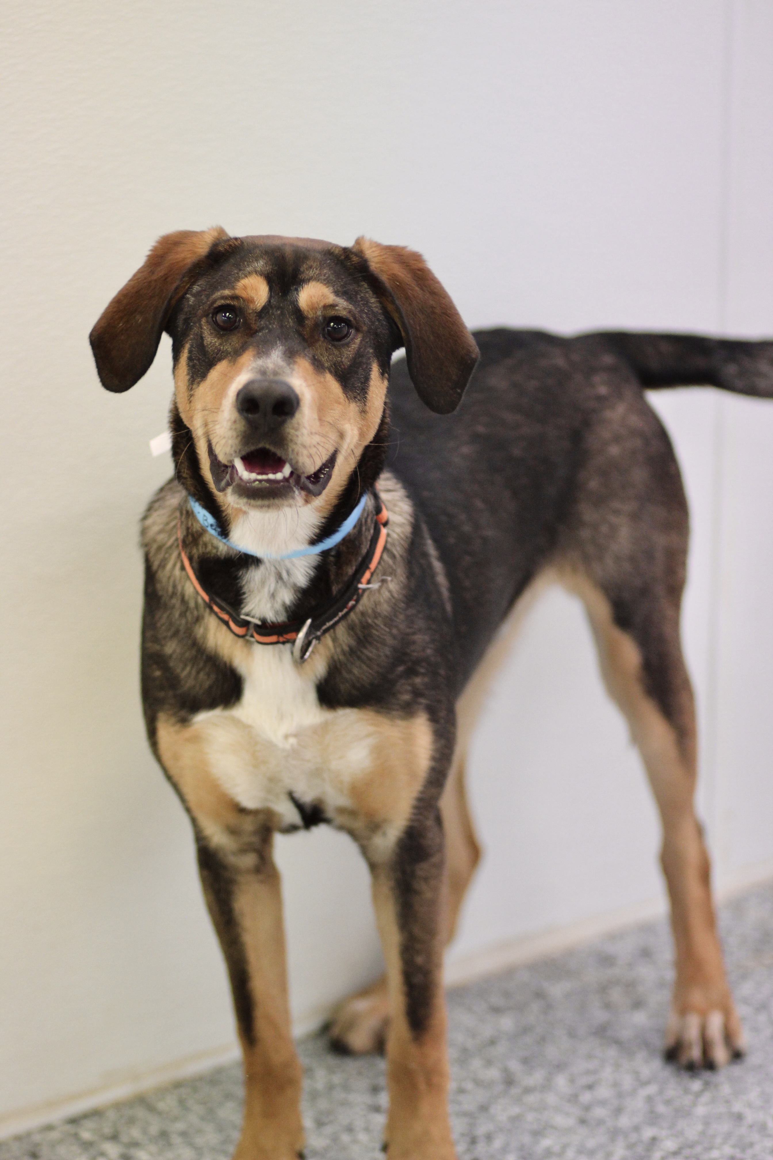 Dog for adoption Hi Fi in NH! Come Meet our Adoptable Dogs Wednesday