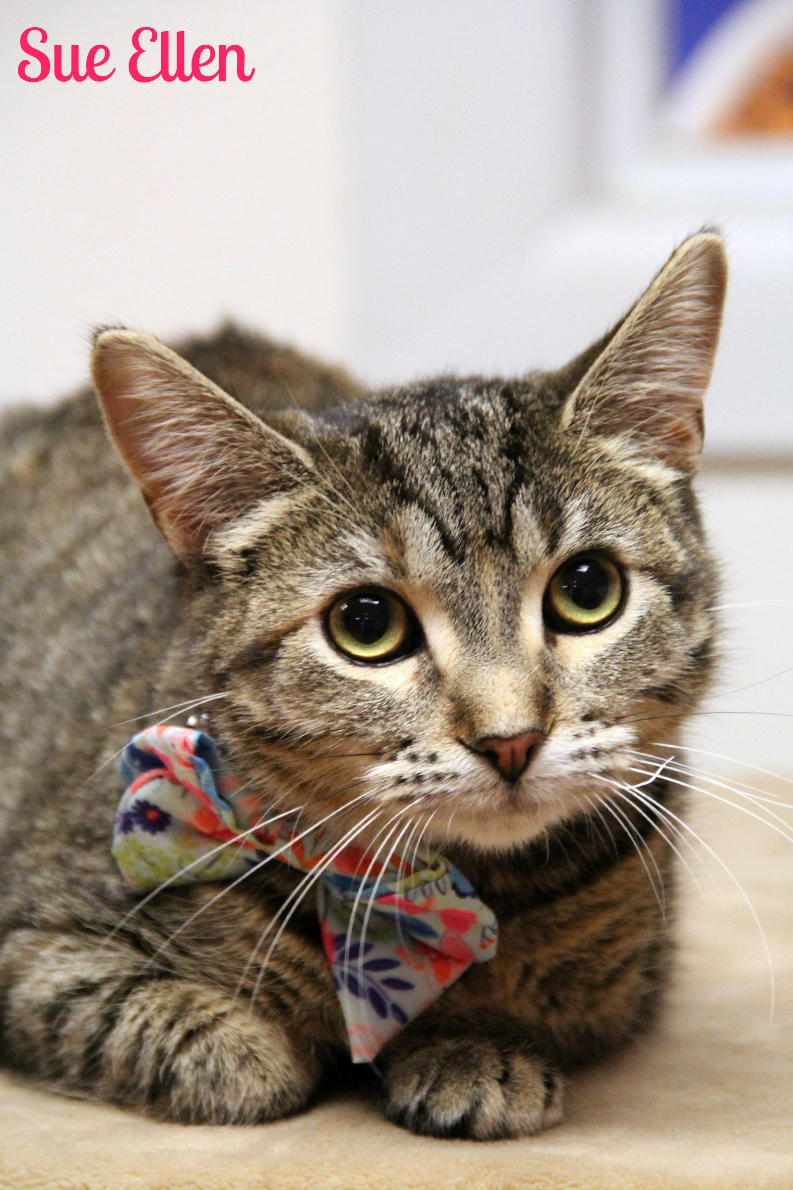 Sue Ellen, ADOPTABLE, Young Female Domestic Short Hair.