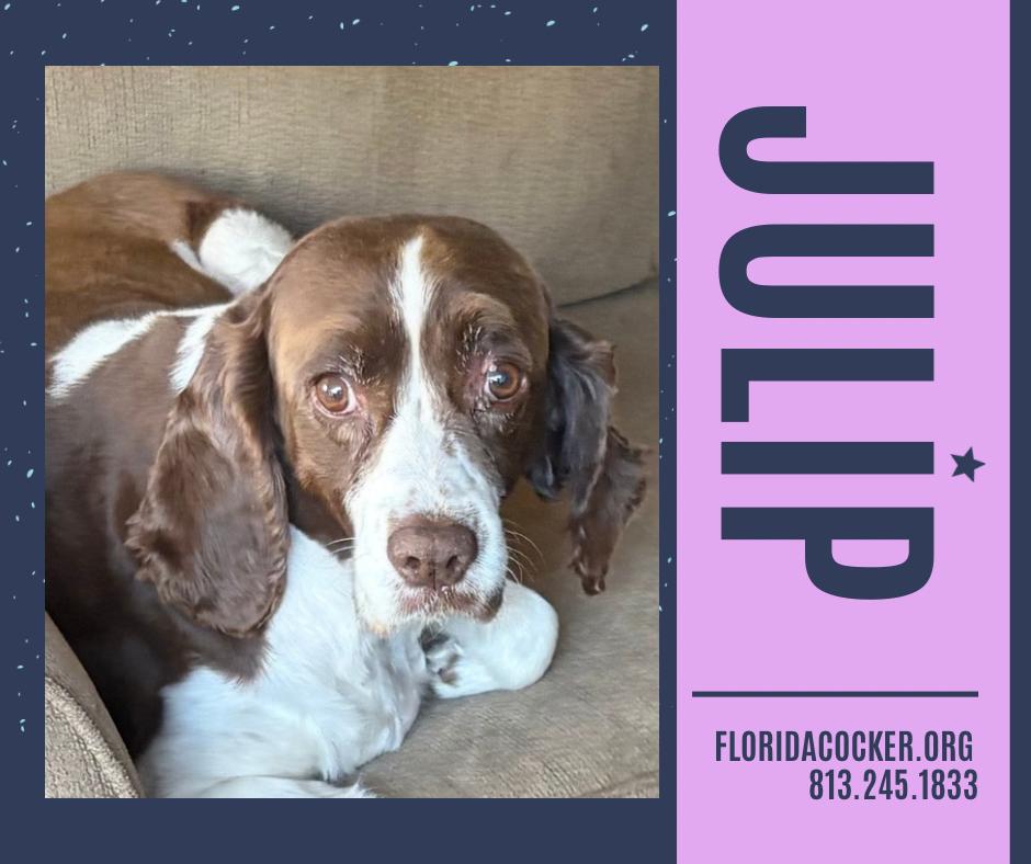 Julip, ADOPTABLE, Adult Female English Springer Spaniel.