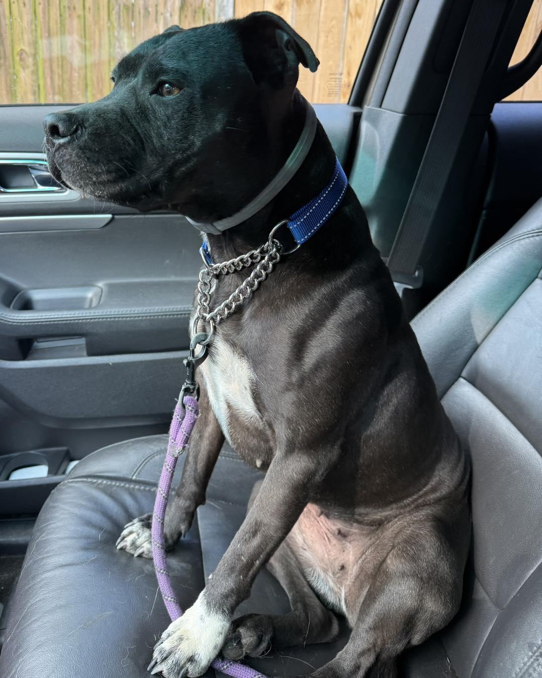Juno, ADOPTABLE, Adult Female American Staffordshire Terrier.