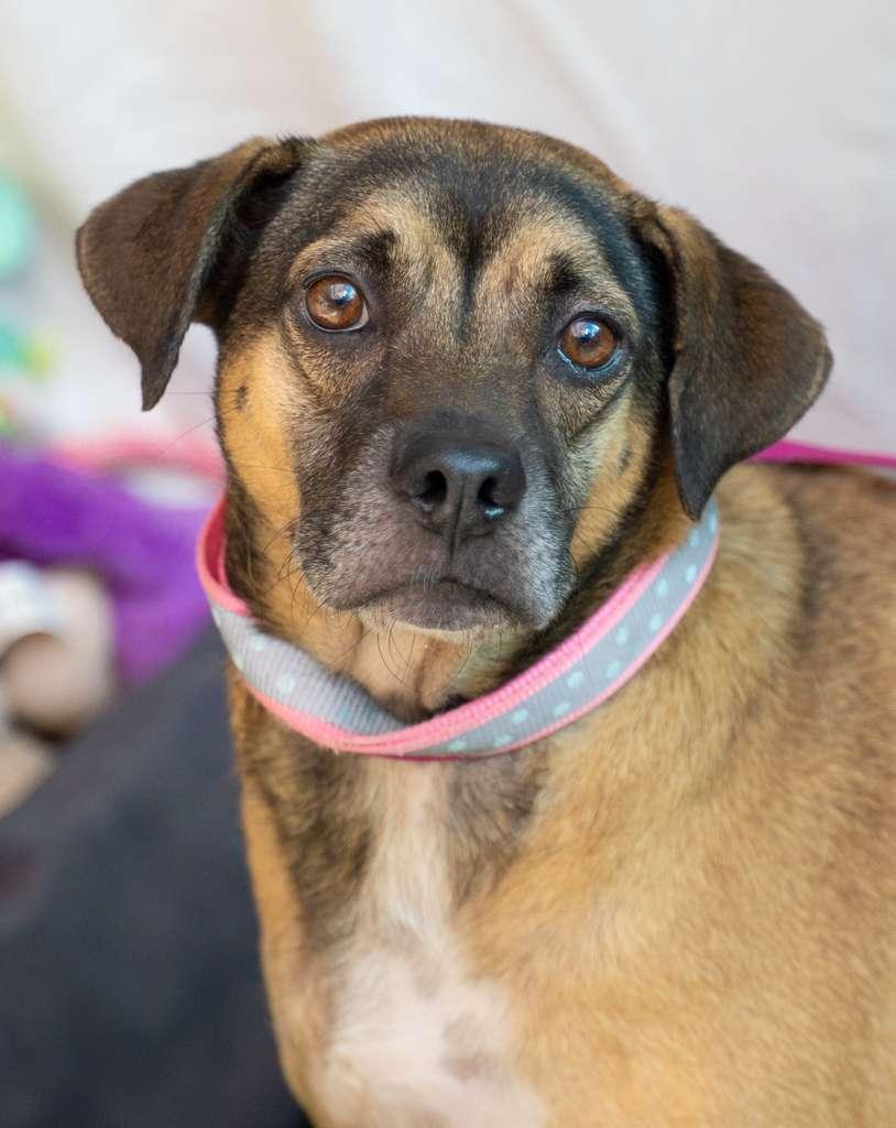 Enlarge Sweet Salem, a Adoptable mixed breed in New York , NY image 2/5