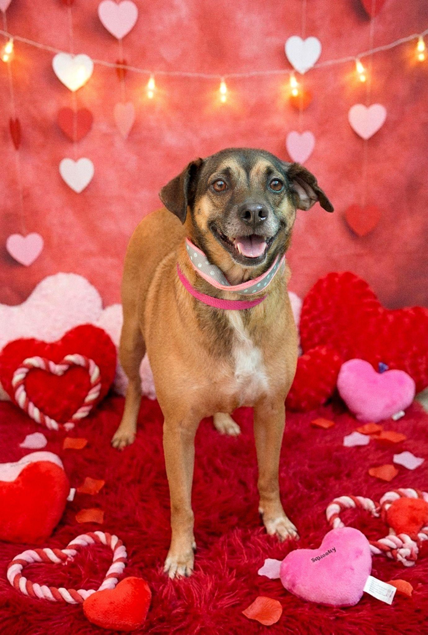 Enlarge Sweet Salem, a Adoptable mixed breed in New York , NY image 4/5