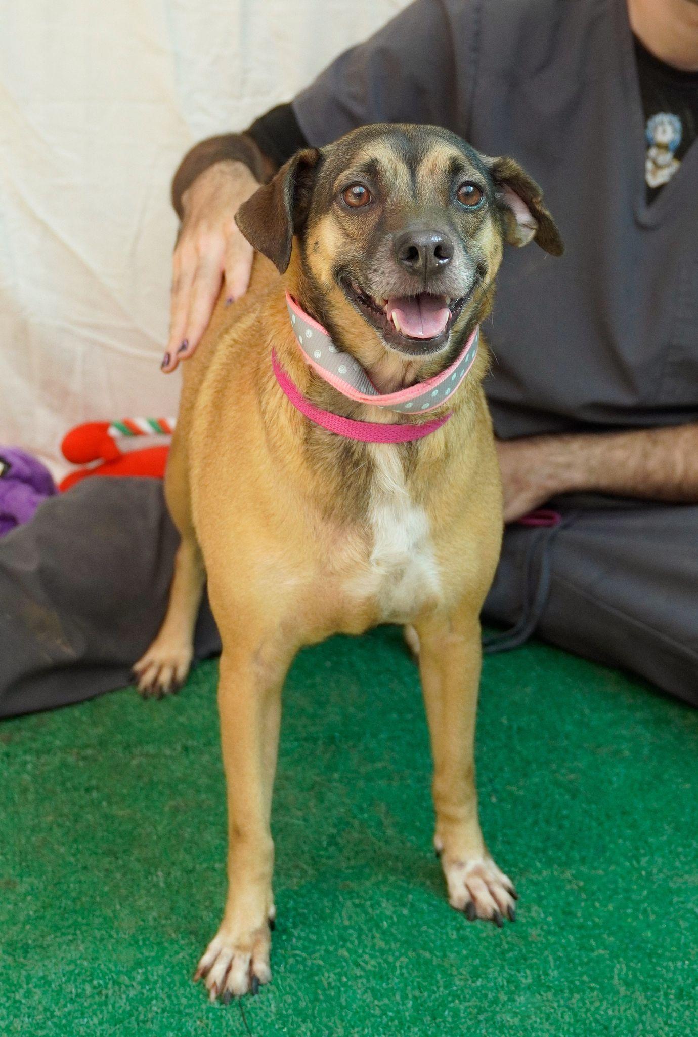 Enlarge Sweet Salem, a Adoptable mixed breed in New York , NY image 1/5