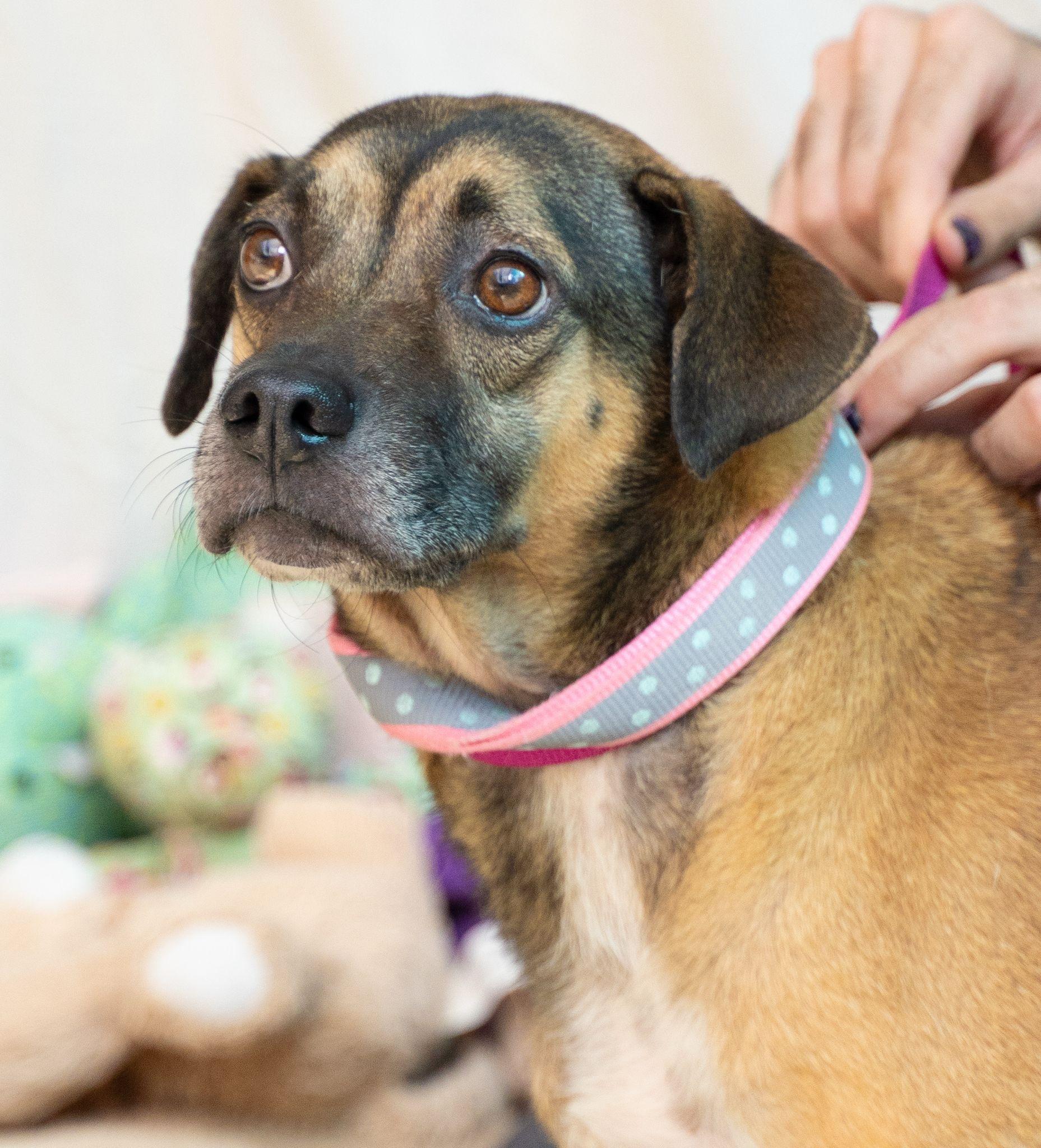 Enlarge Sweet Salem, a Adoptable mixed breed in New York , NY image 5/5